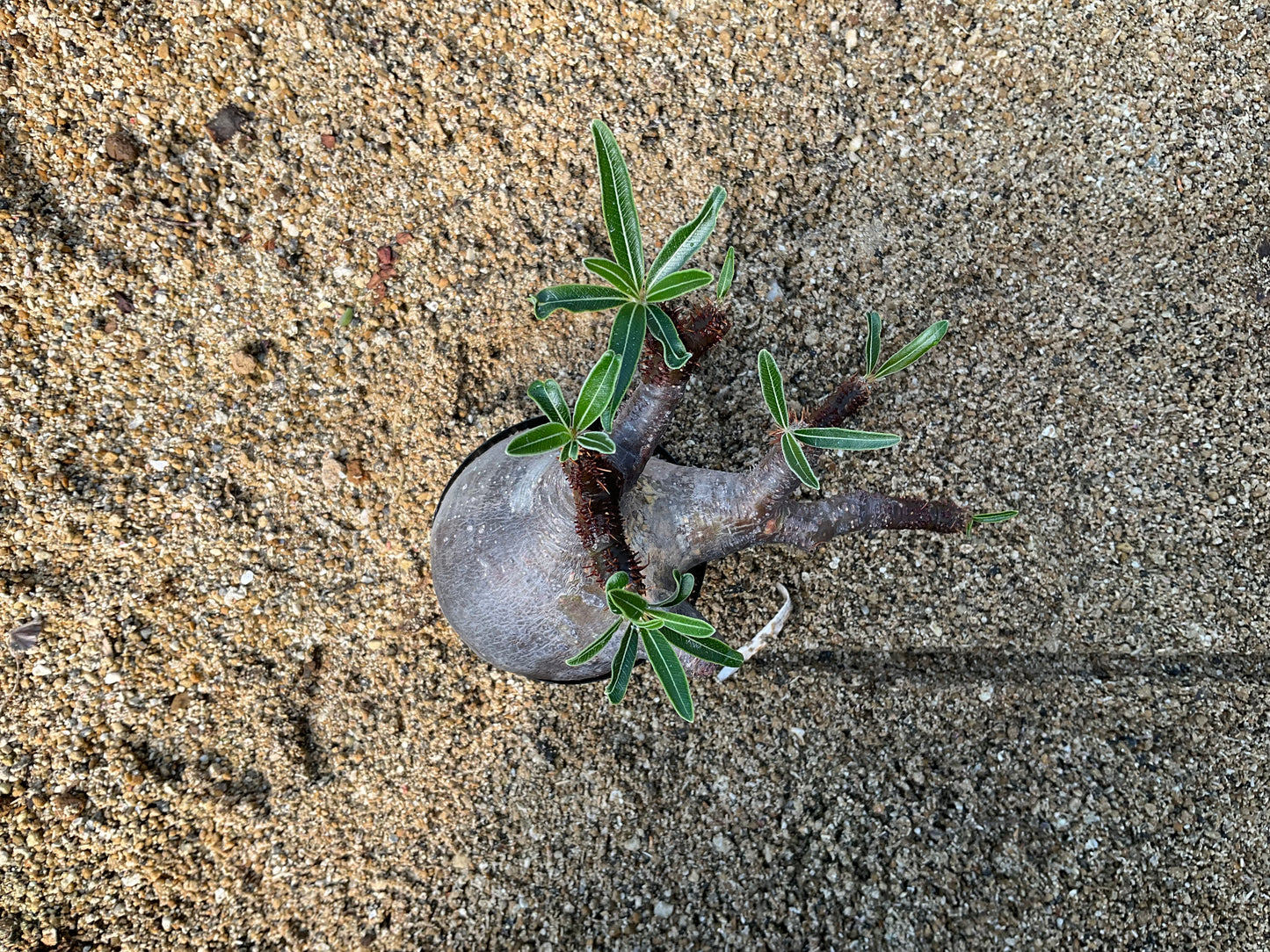 PG-8 パキポディウム グラキリス