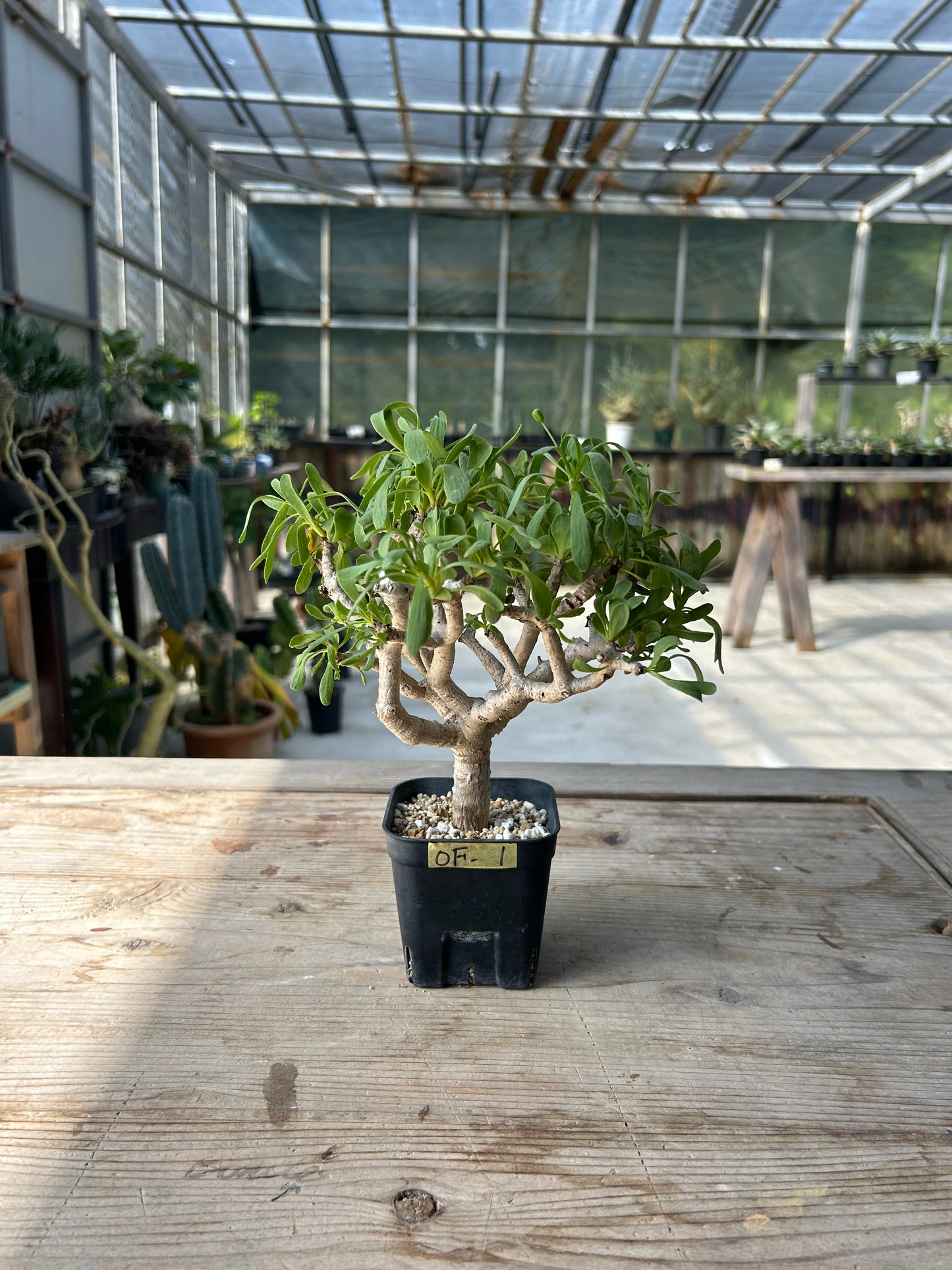 OF-1 オトンナ・フルカタ