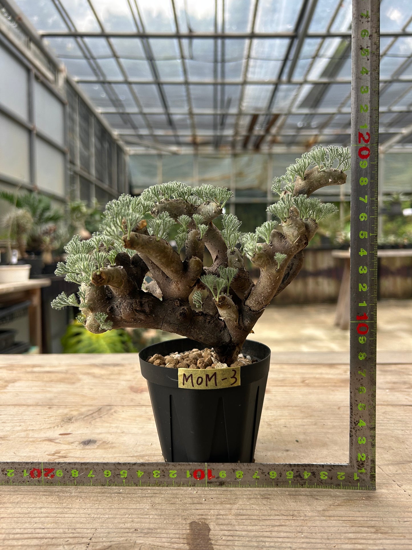 MOM-3 モンソニア・ムルチフィダ