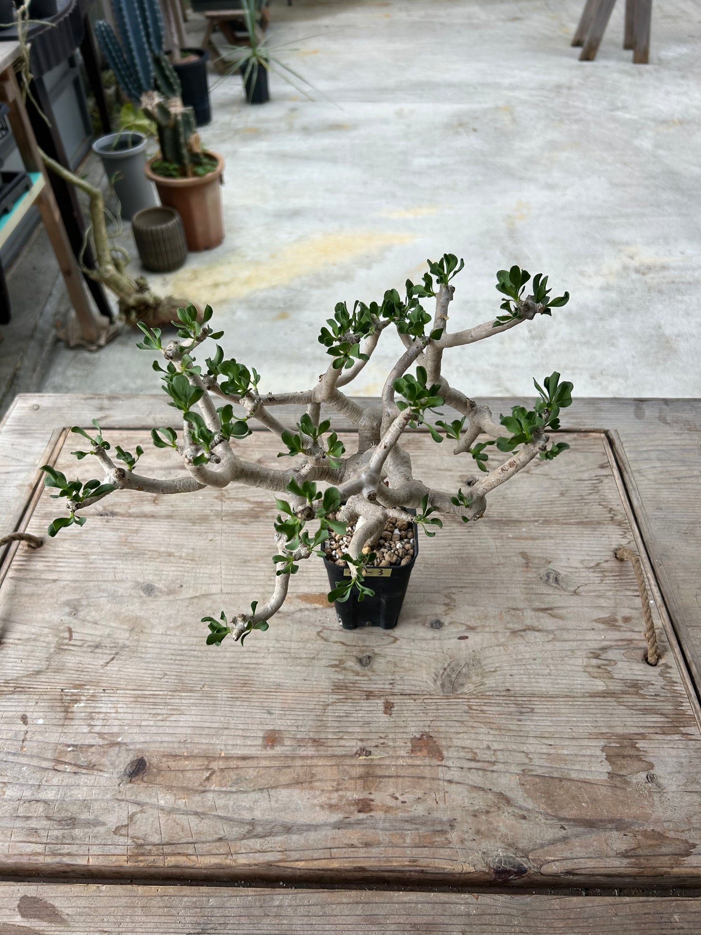 OF-3 オトンナ・フルカタ