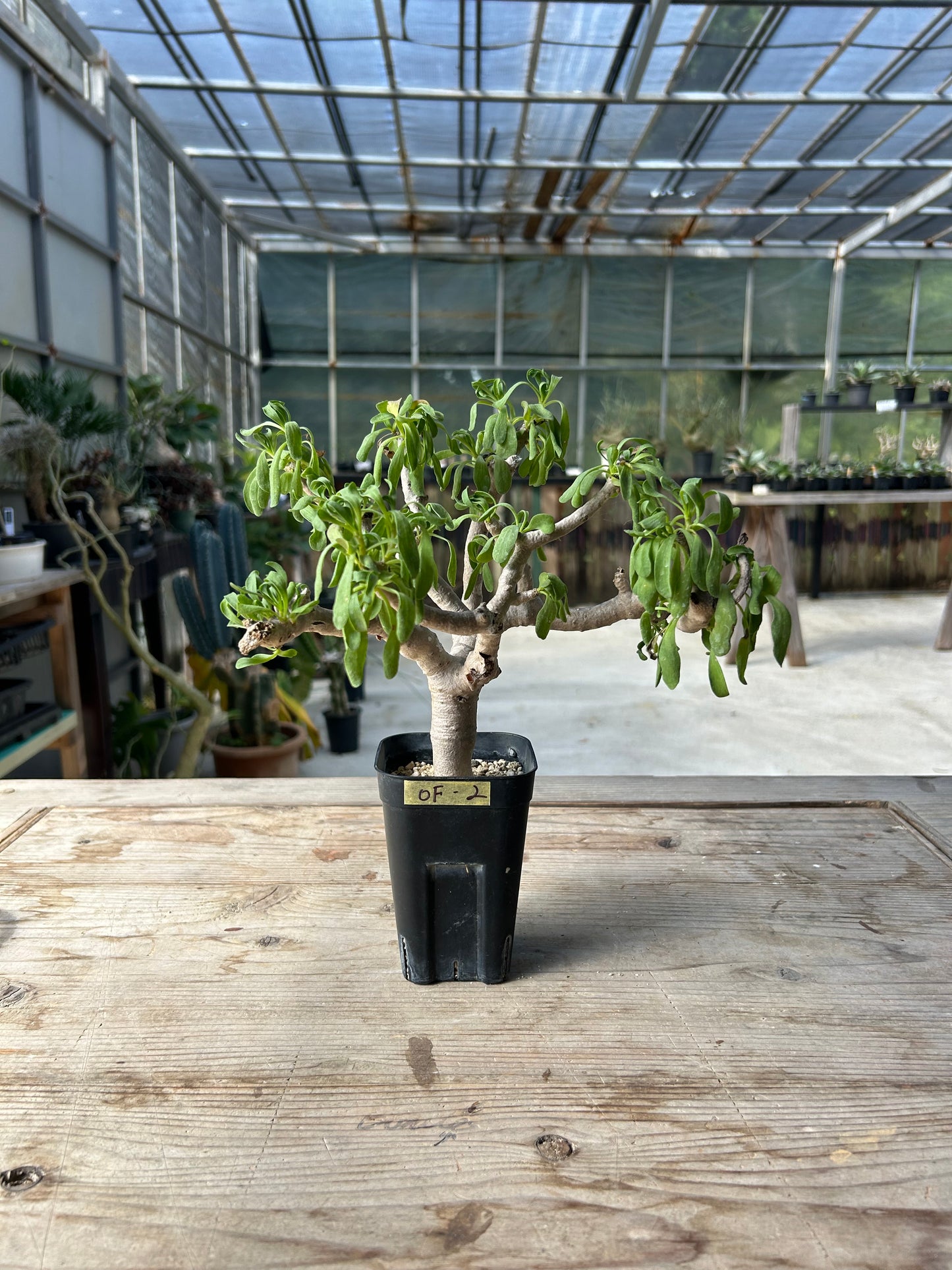 OF-2 オトンナ・フルカタ