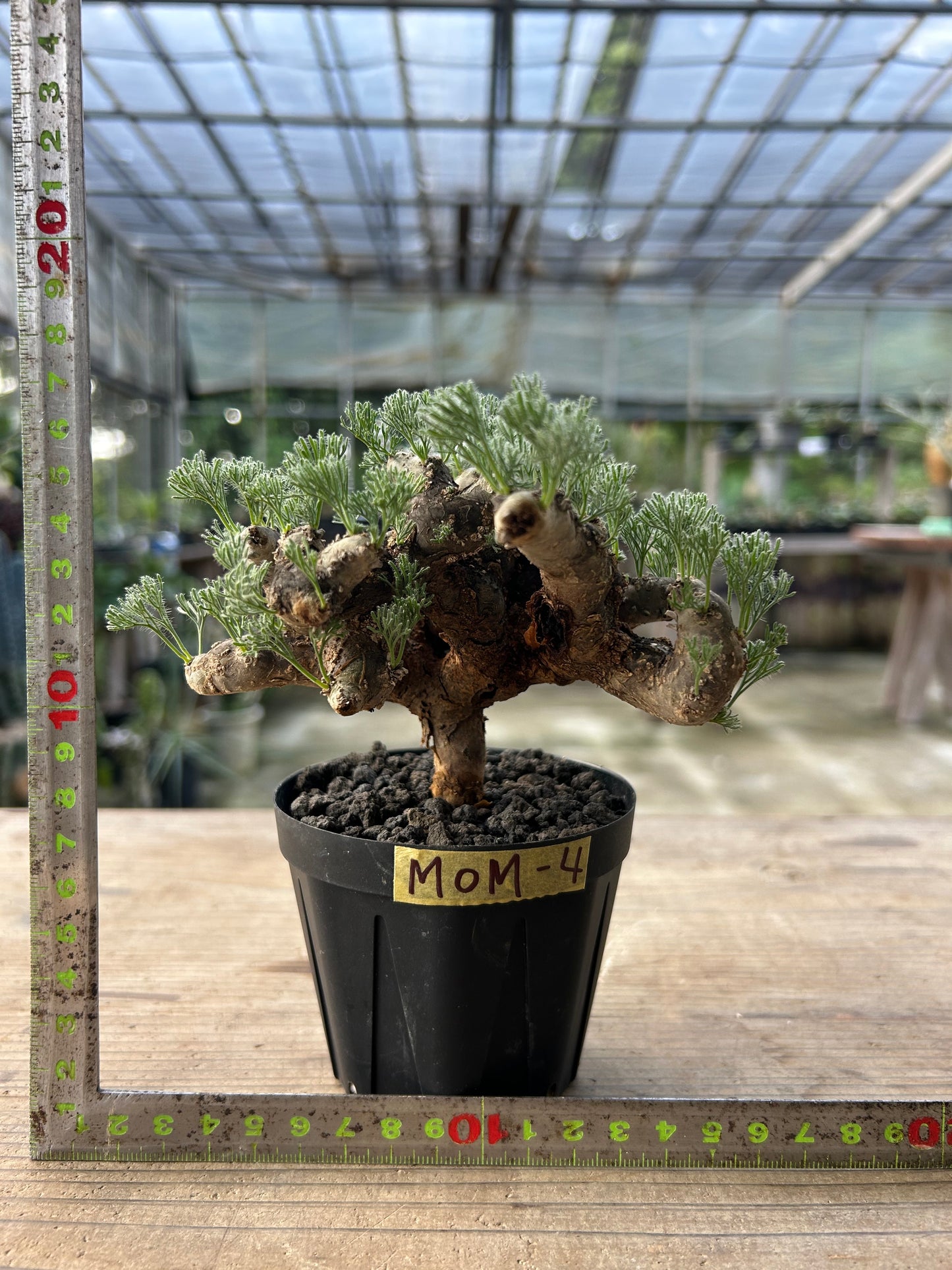 MOM-4 モンソニア・ムルチフィダ