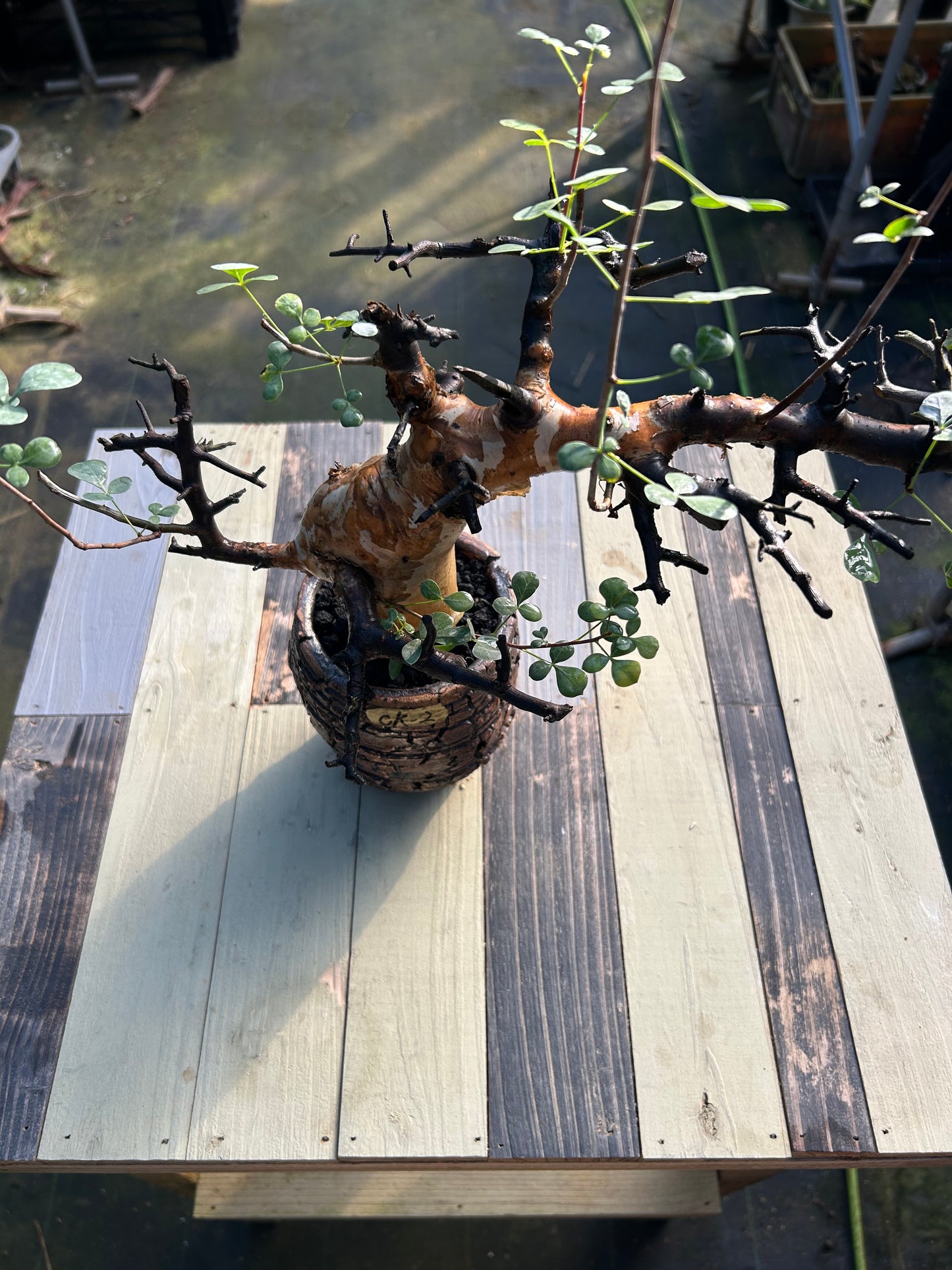 CKー2 コミフォラ カタフ