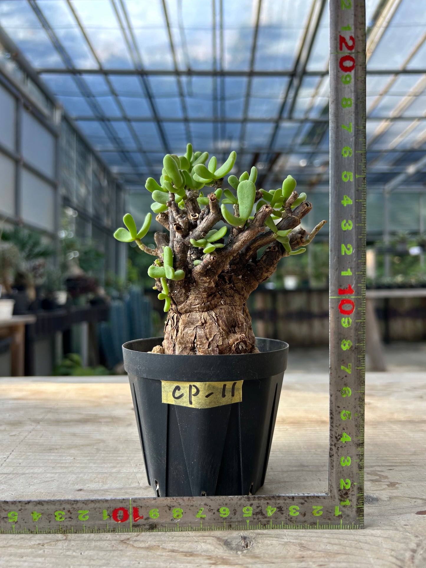 CP-11 ケラリア・ピグマエア