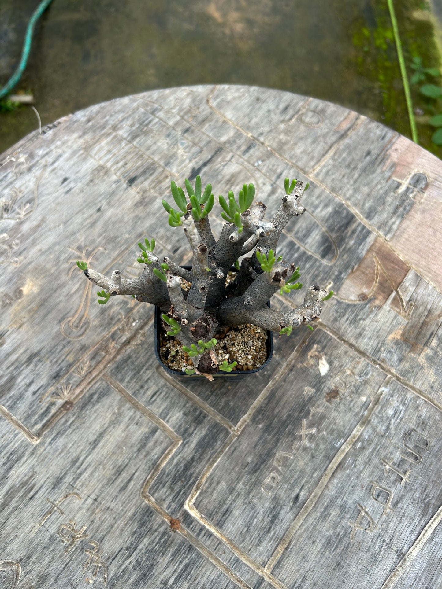 TH-1 チレコドン・ハリー