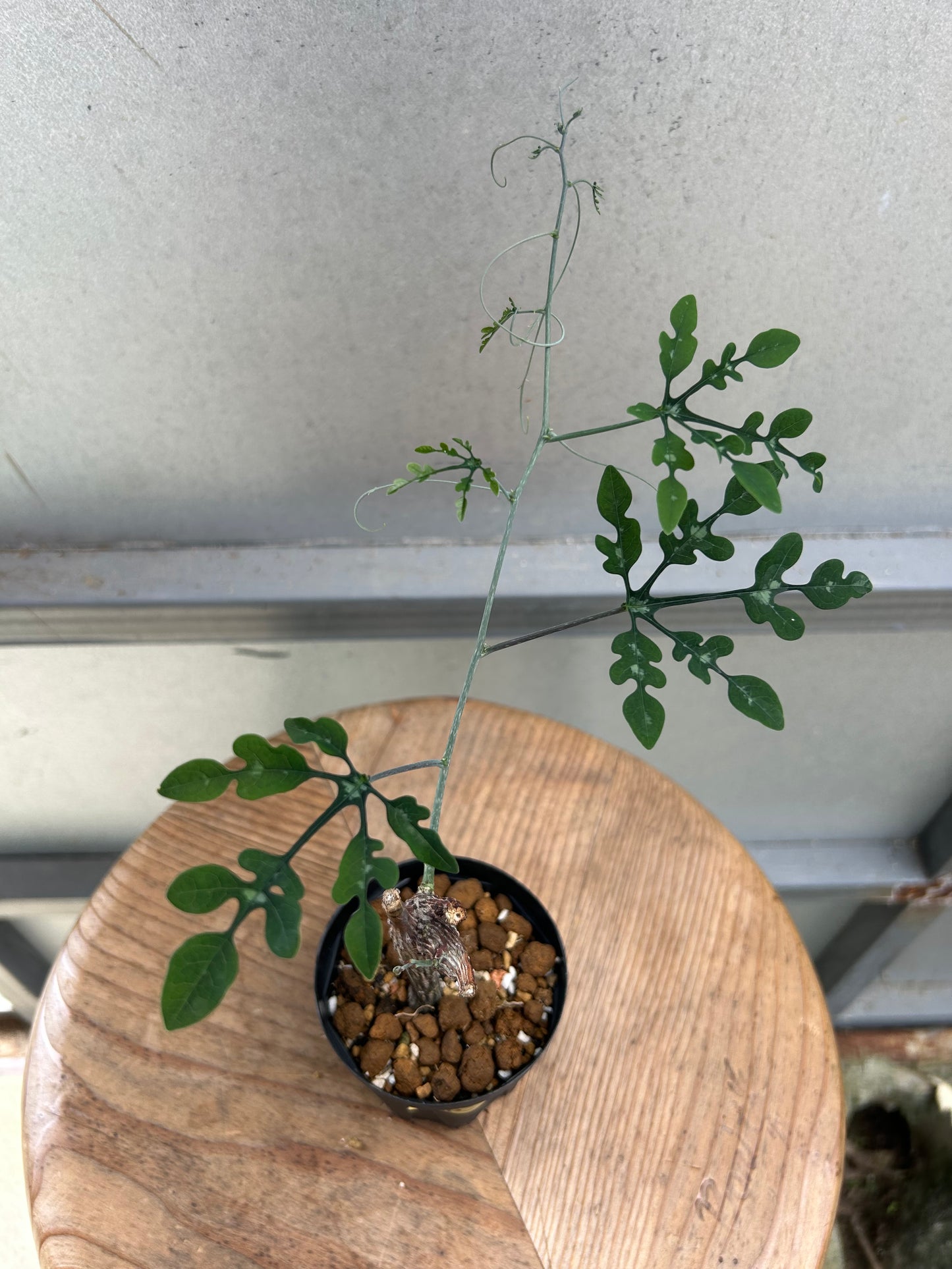 AP-1アデニア・ペリエリ(挿木)