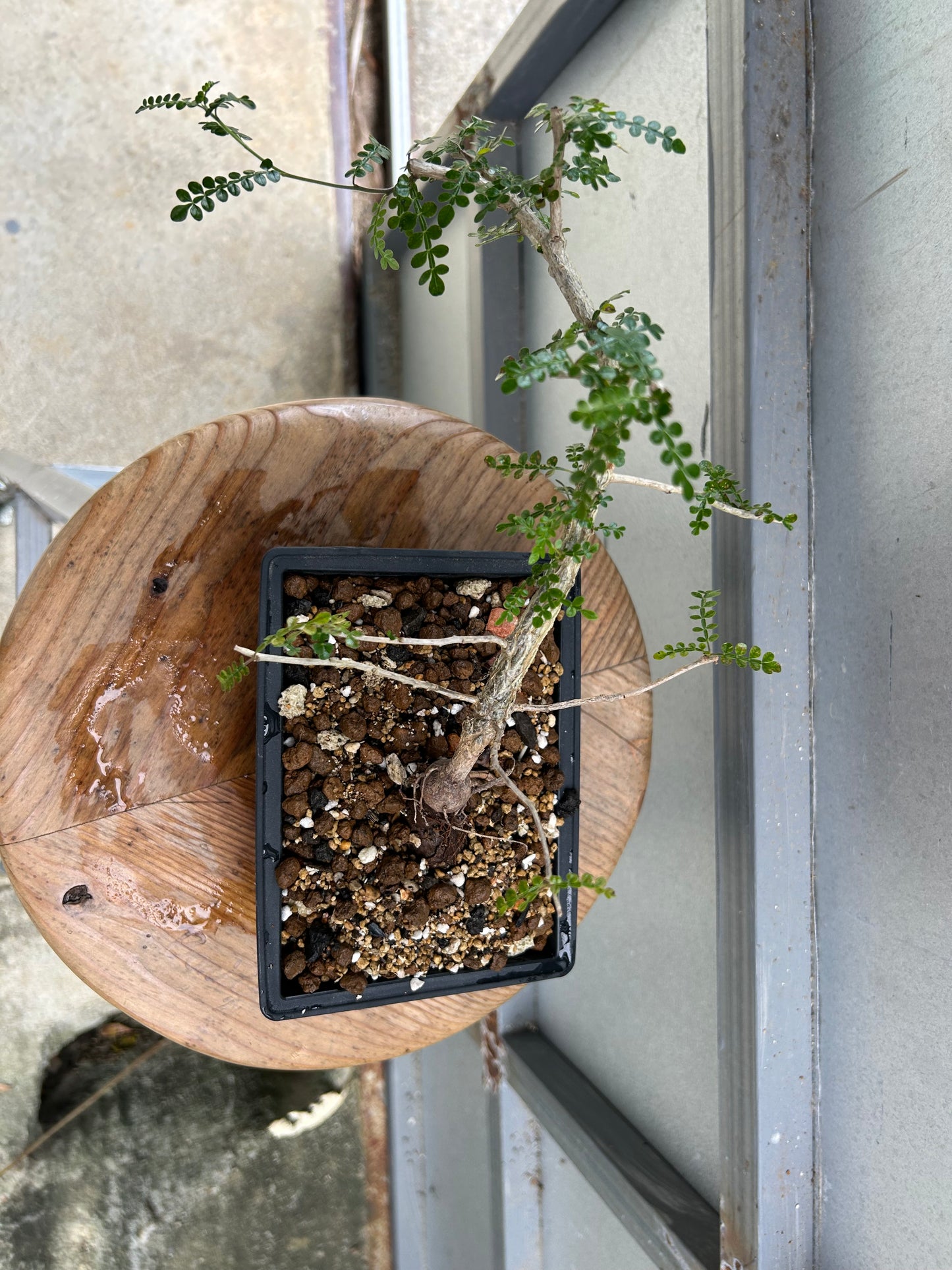 OD-1 オペルクリカリア・デカリー パワータンク