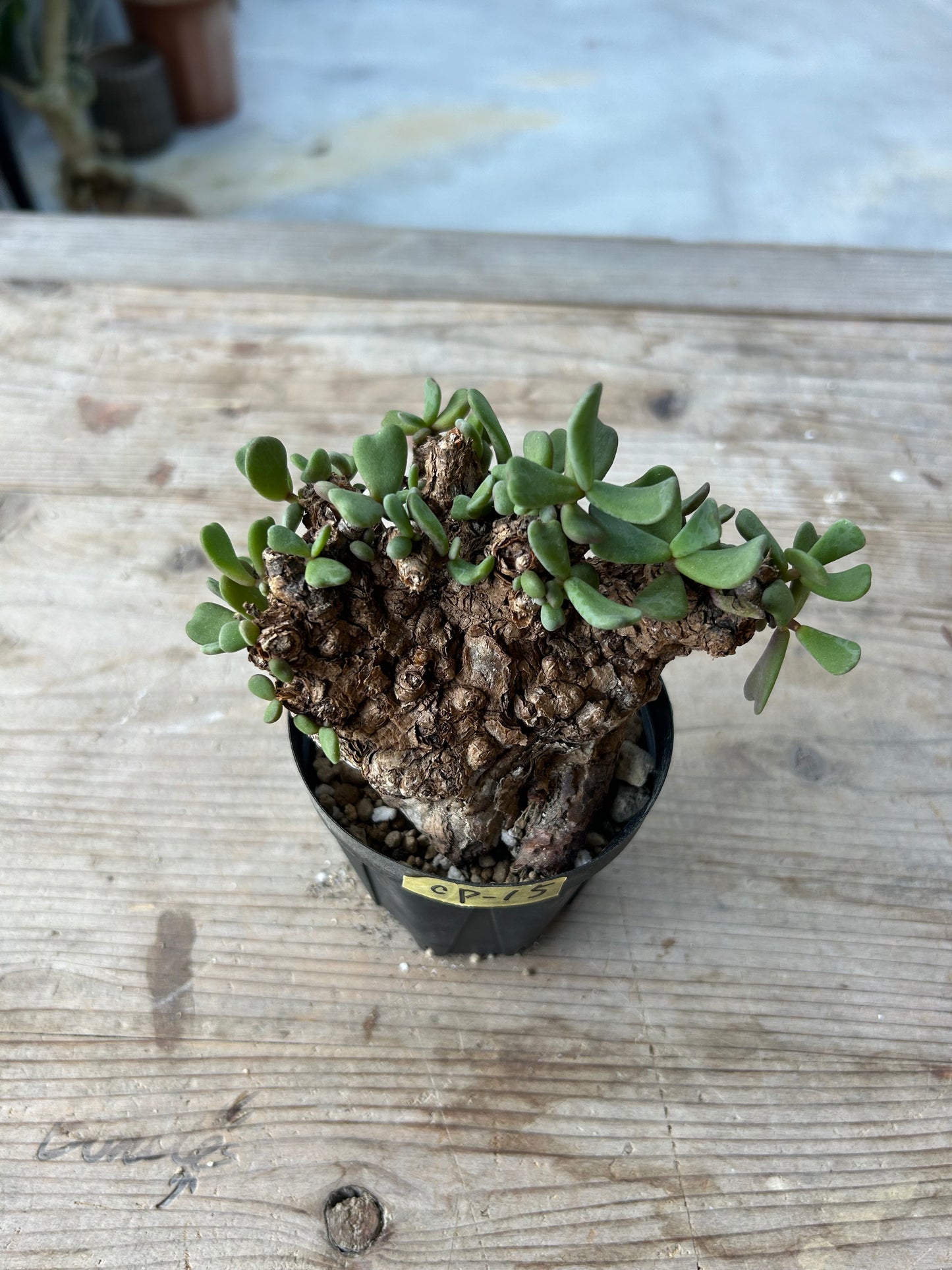 CP-15 ケラリア・ピグマエア