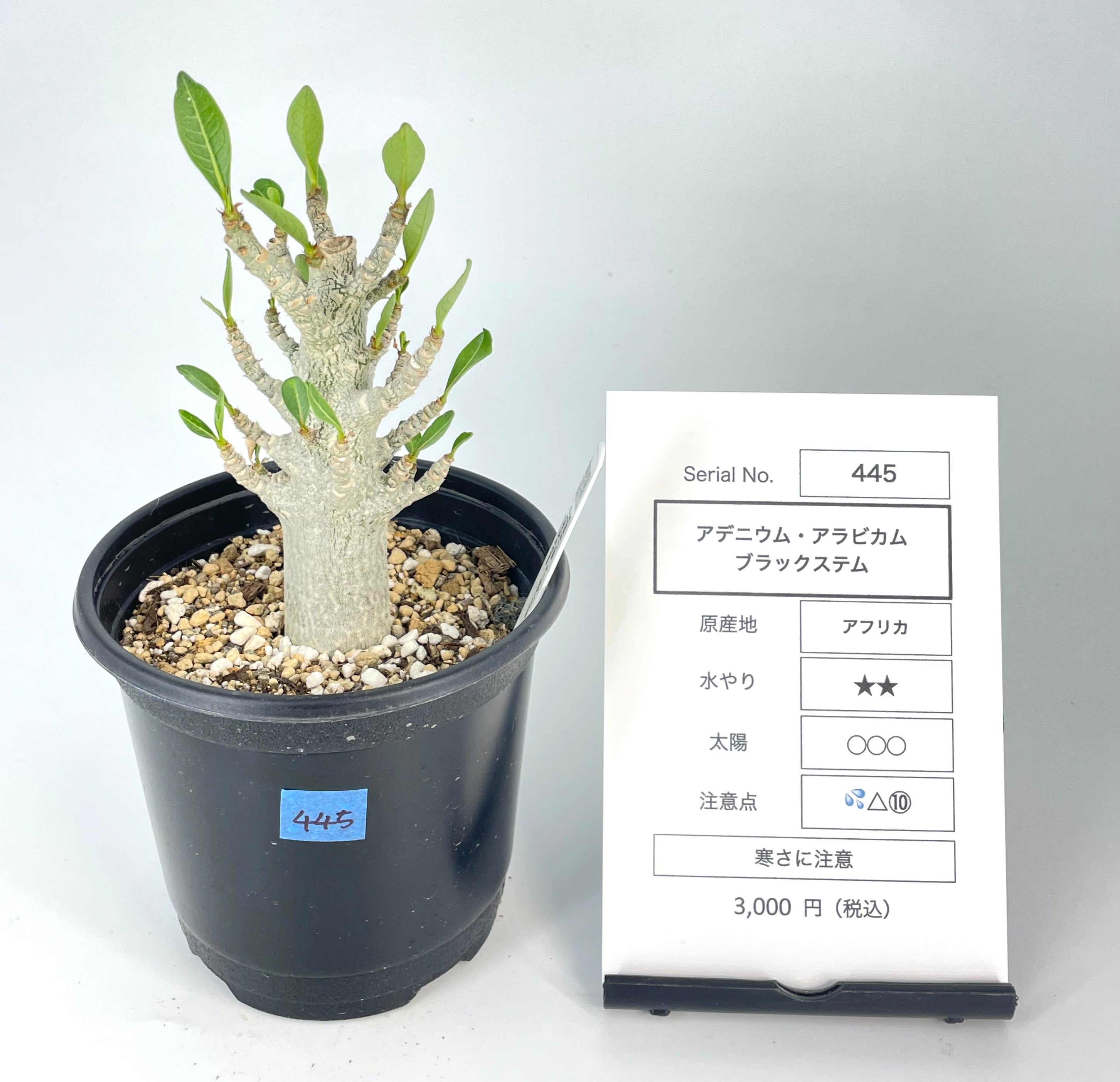 2株セット アデニウム アラビカム ブラックステム アデニウム ブラックソマレンセ  Adenium(その他)｜売買されたオークション情報、yahooの商品情報をアーカイブ公開 - オークファン 花、園芸