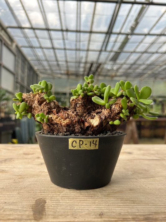 CP-14  ケラリア・ピグマエア