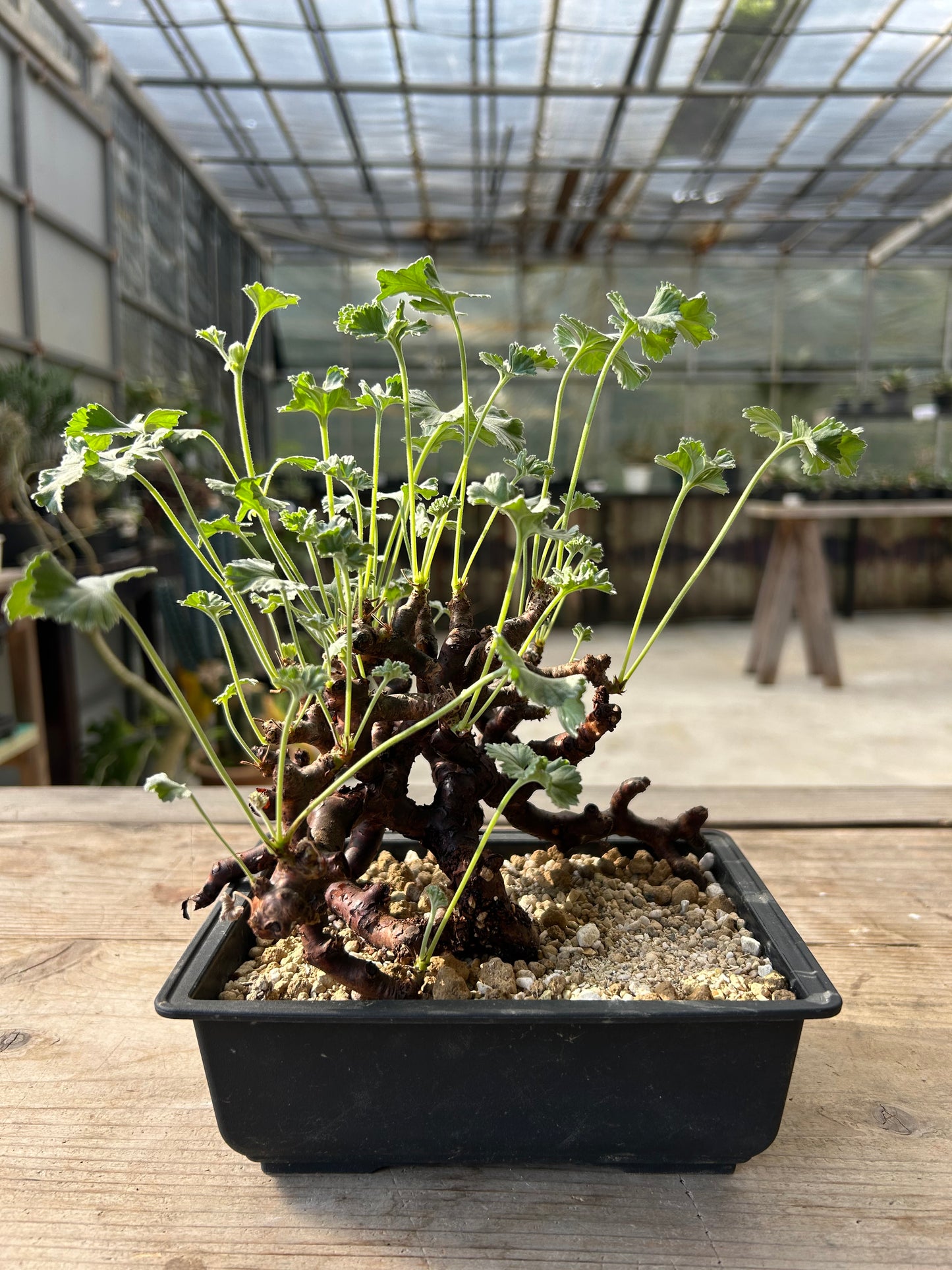 PM-8ペラルゴニウム・ミラビレ