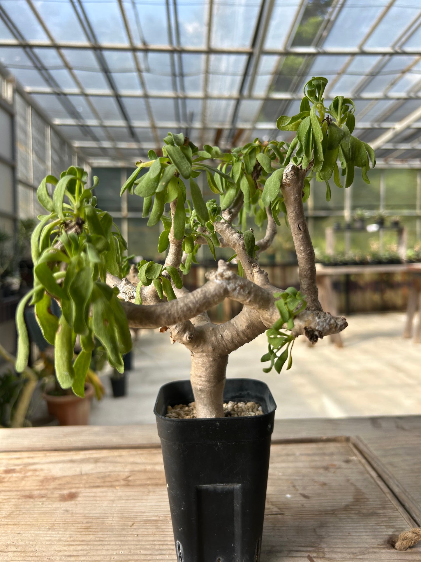 OF-2 オトンナ・フルカタ