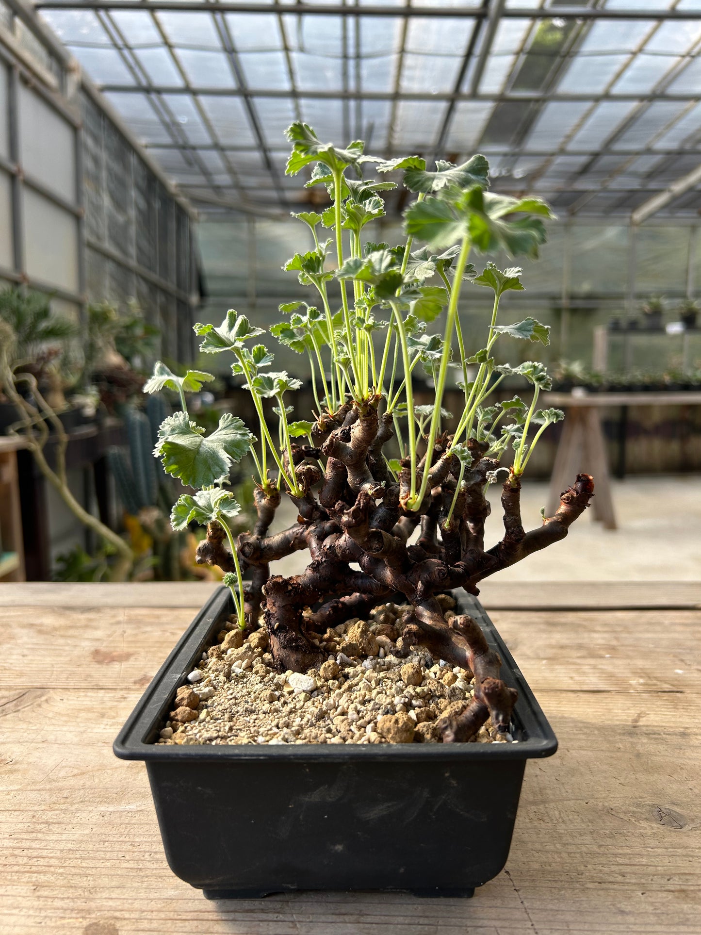 PM-8ペラルゴニウム・ミラビレ