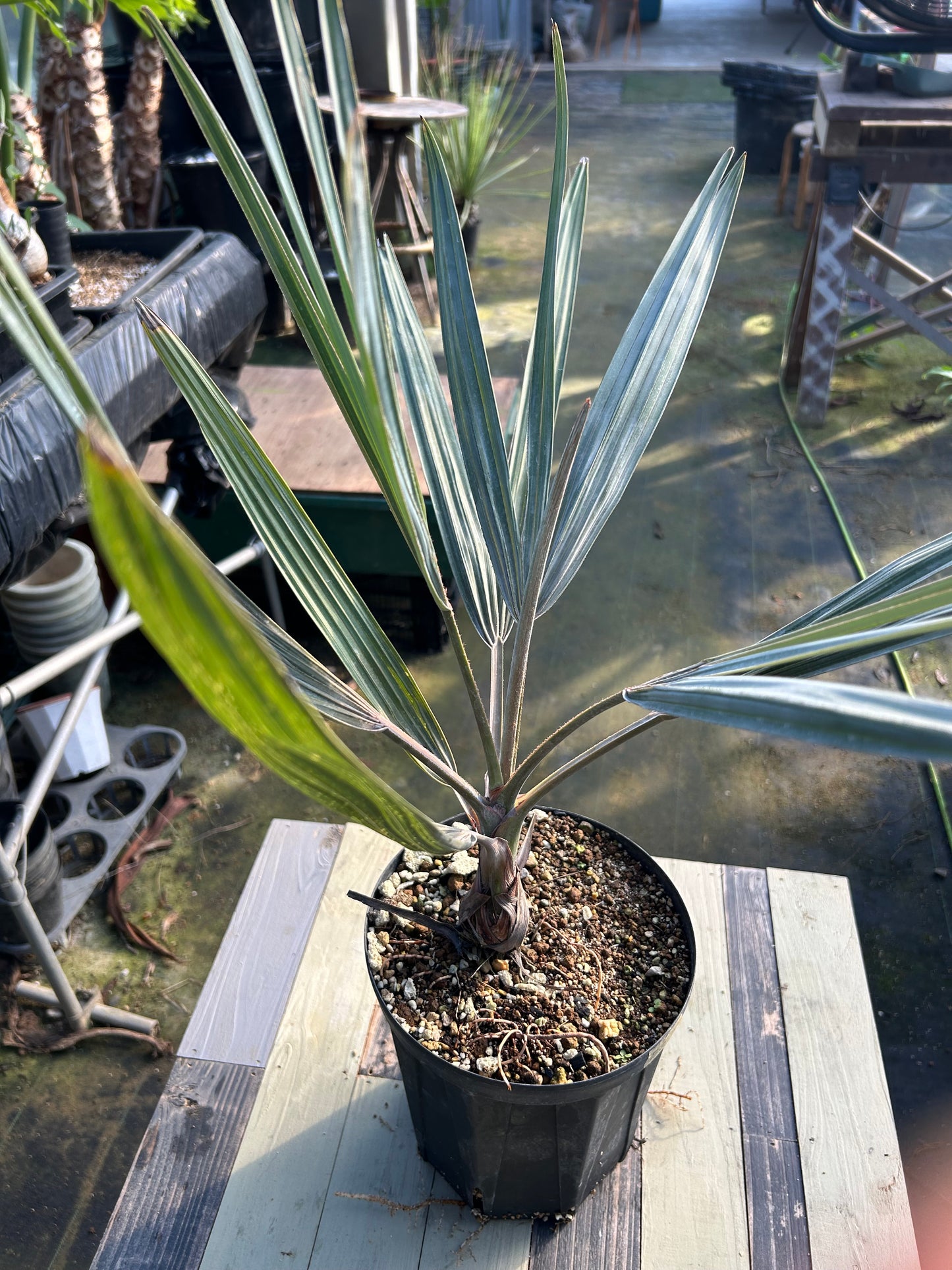 BS-1￼ビスマルキア　ノビリス　シルバー　