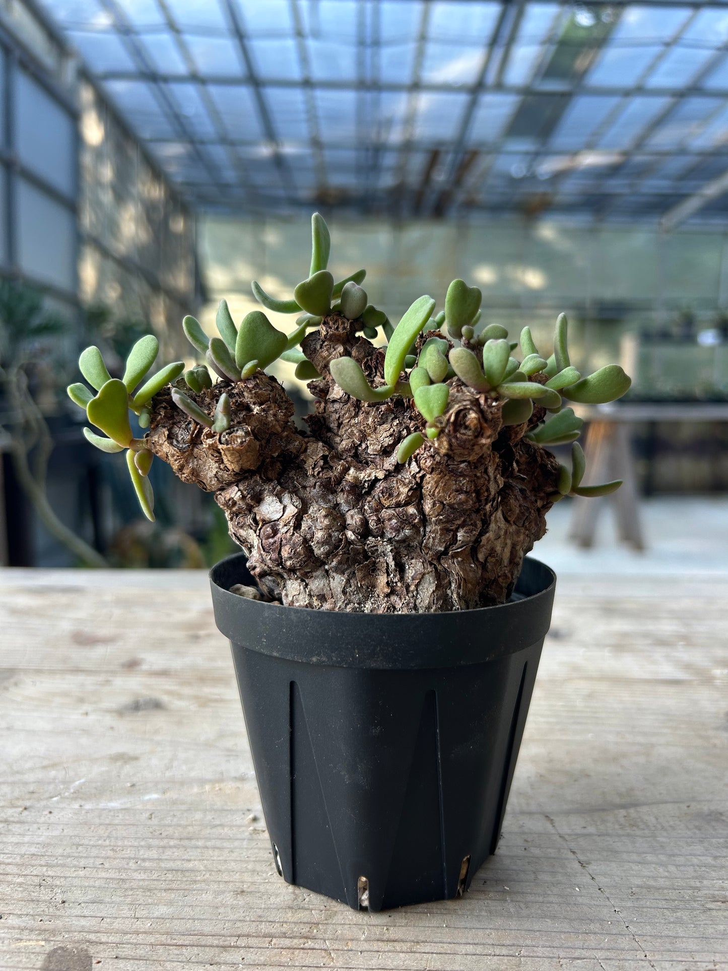 CP-15 ケラリア・ピグマエア