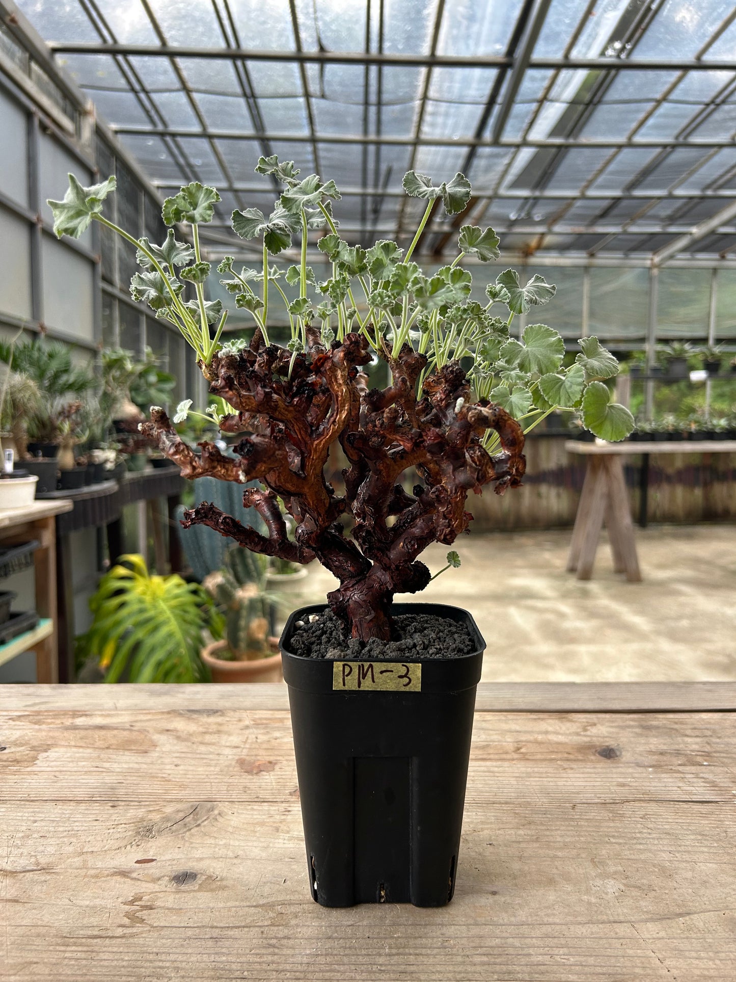 PM -3  ペラルゴニウム・ミラビレ