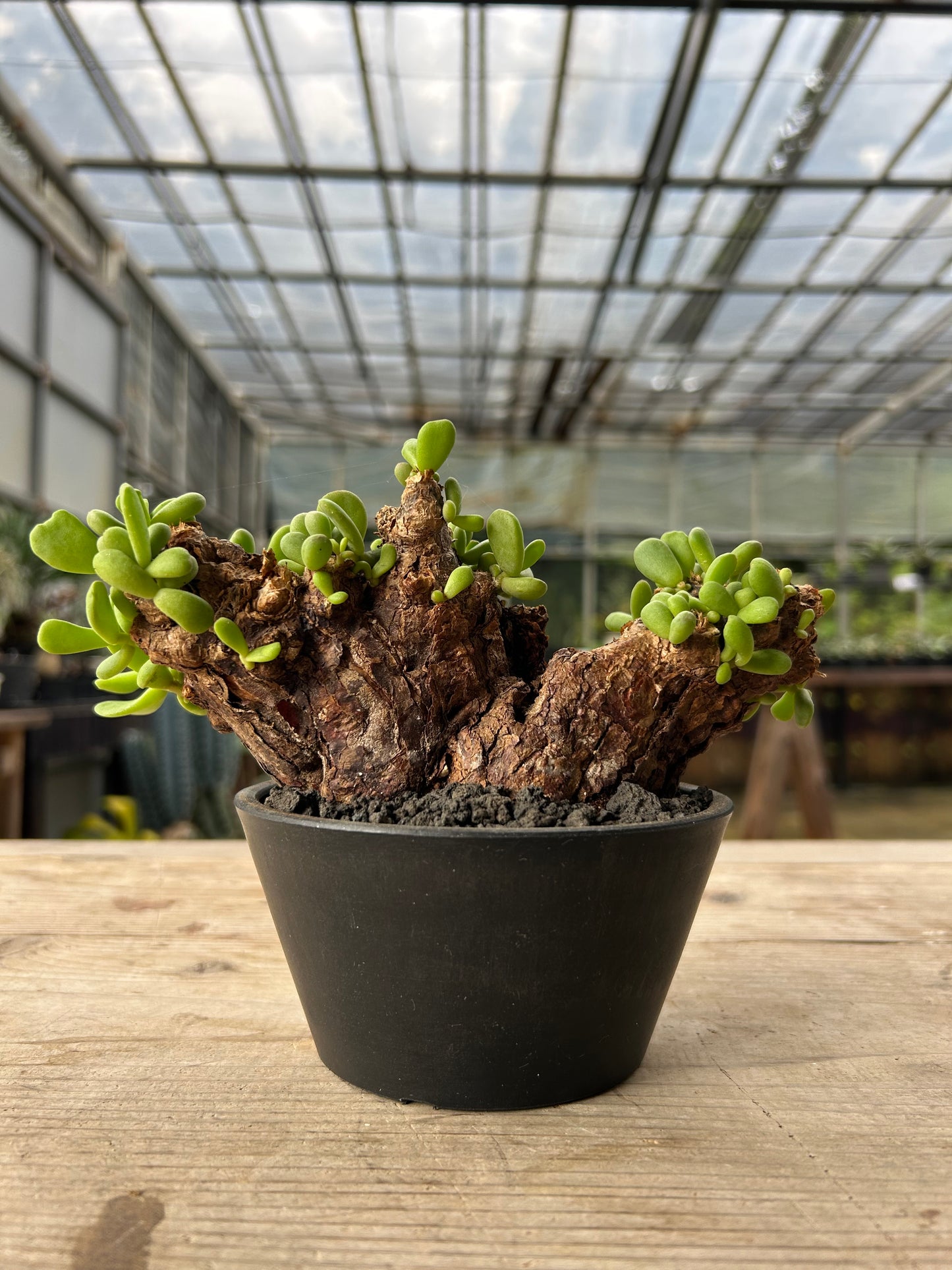 CP-14  ケラリア・ピグマエア