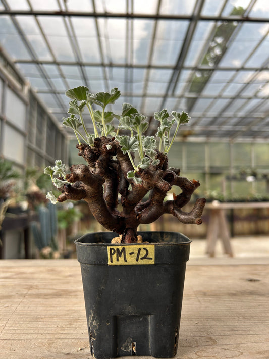 PM-12 ペラルゴニウム・ミラビレ