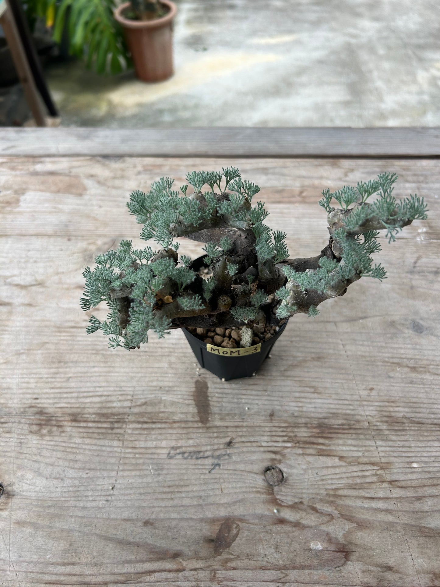 MOM-3  モンソニア・ムルチフィダ