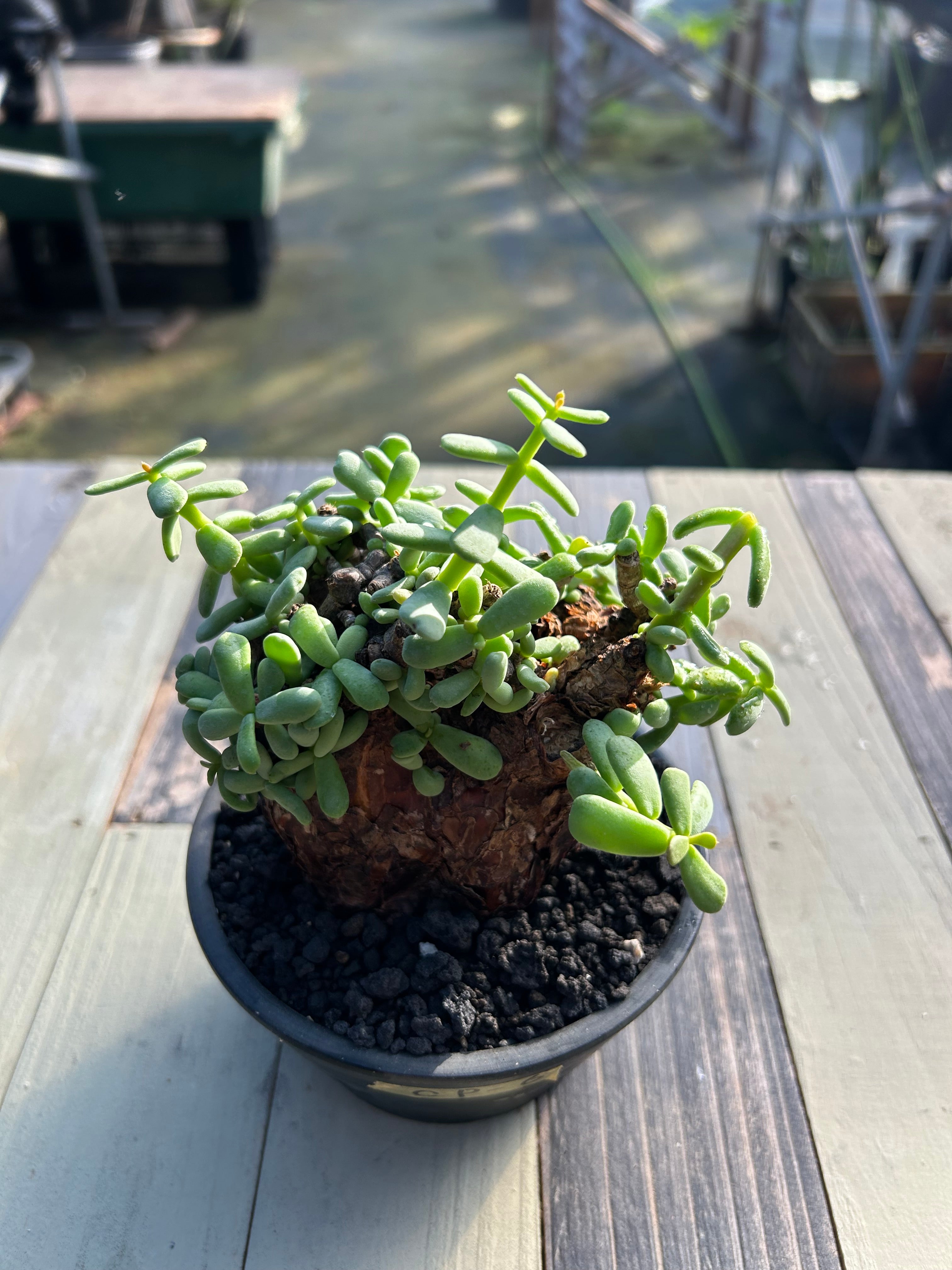 CP-6 ケラリア・ピグマエア – GOLDEN CAMPOS OKINAWA