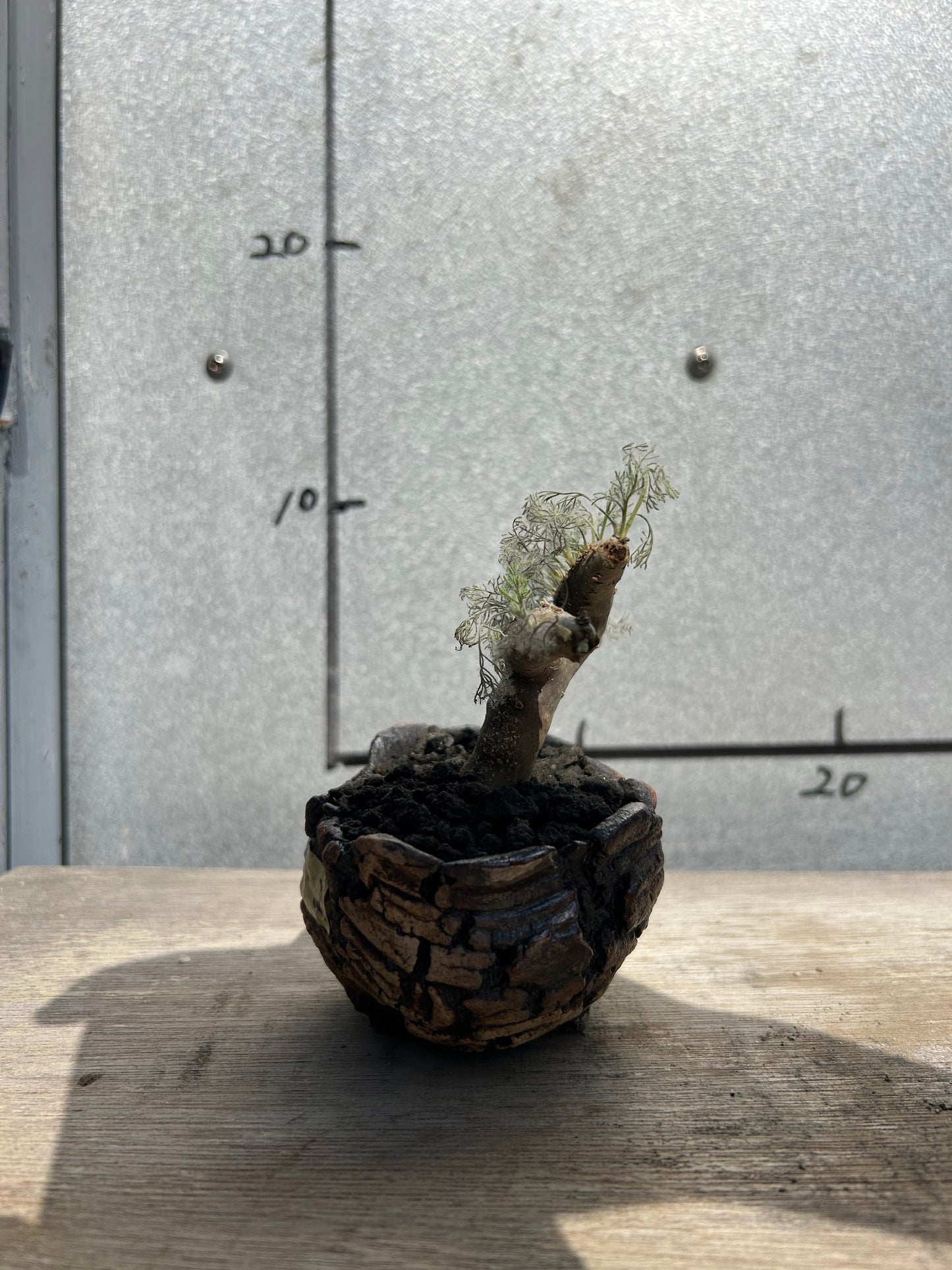 MOM-2  モンソニア・ムルチフィダ