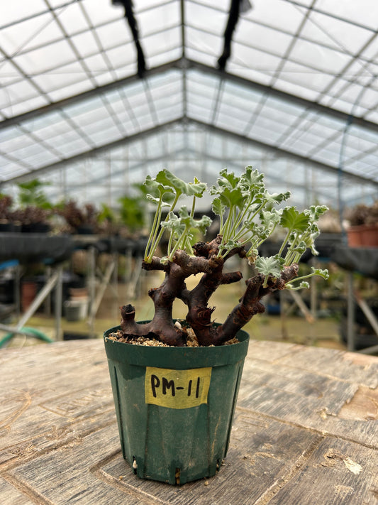 PM-11  ペラルゴニウム・ミラビレ(挿木)