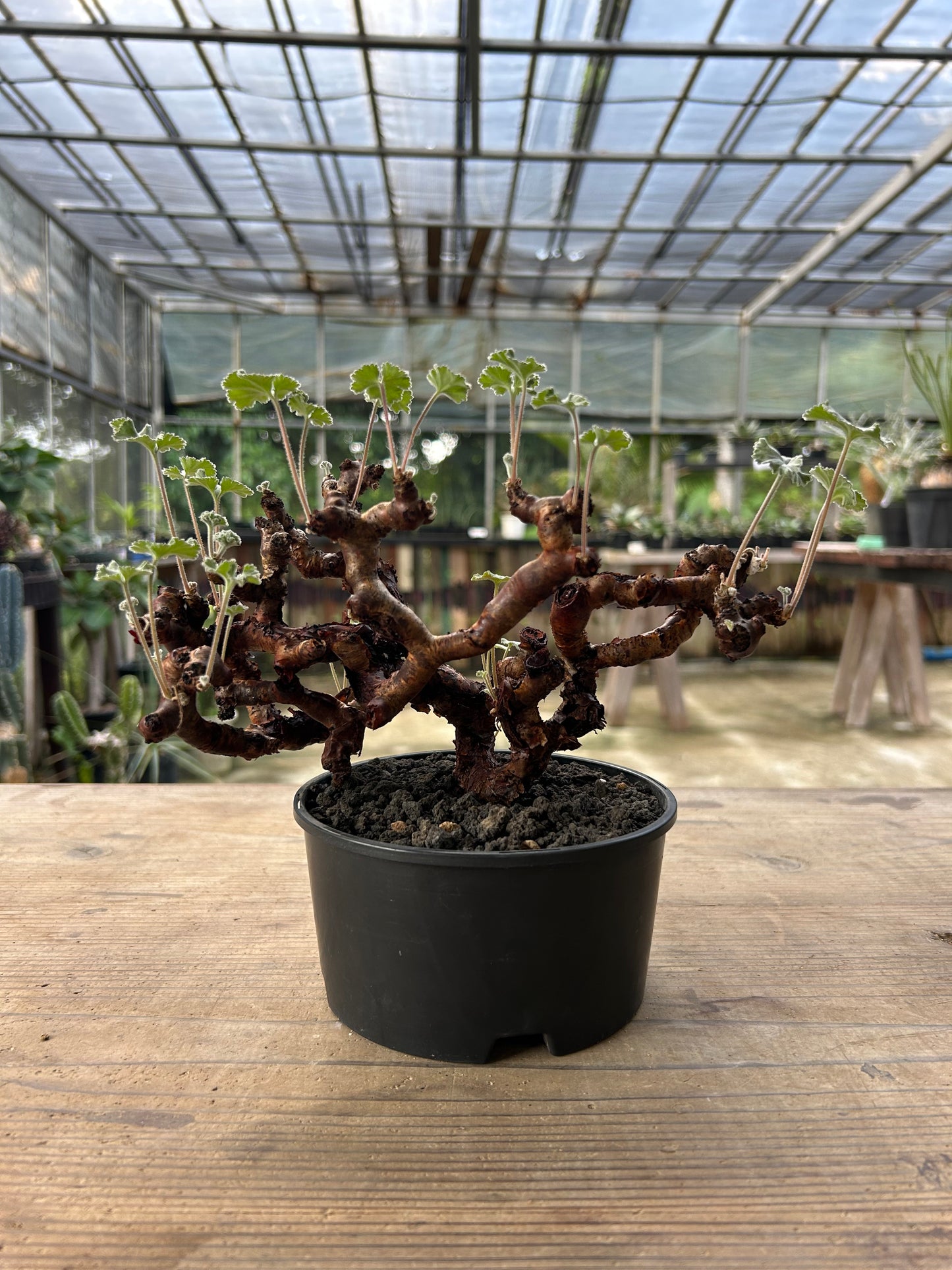 PM-5 ペラルゴニウム・ミラビレ