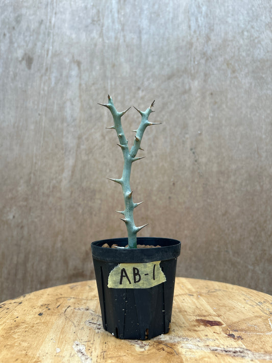 アデニア・バリー　挿し木　AB-1