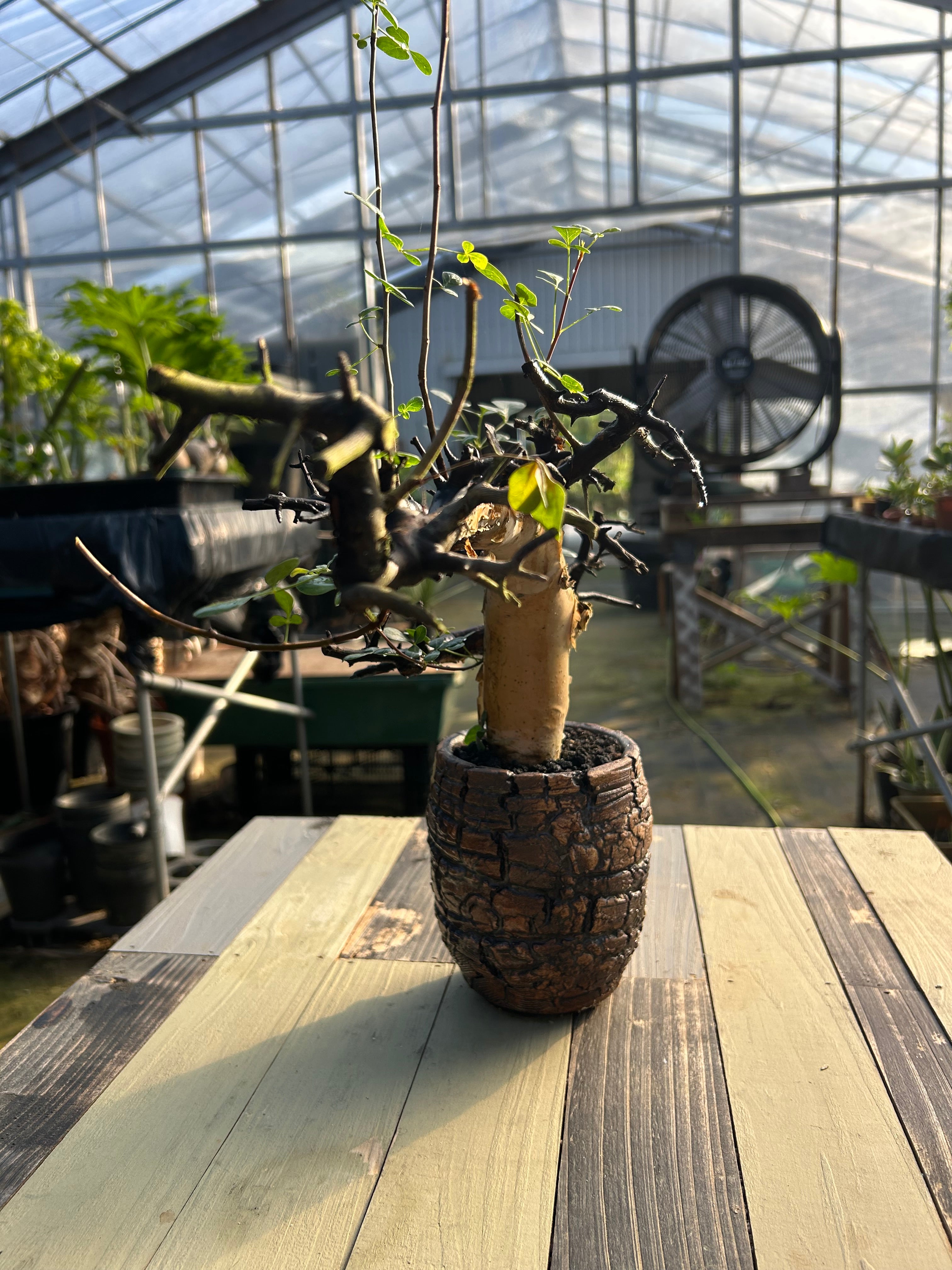 CKー2 コミフォラ カタフ – GOLDEN CAMPOS OKINAWA