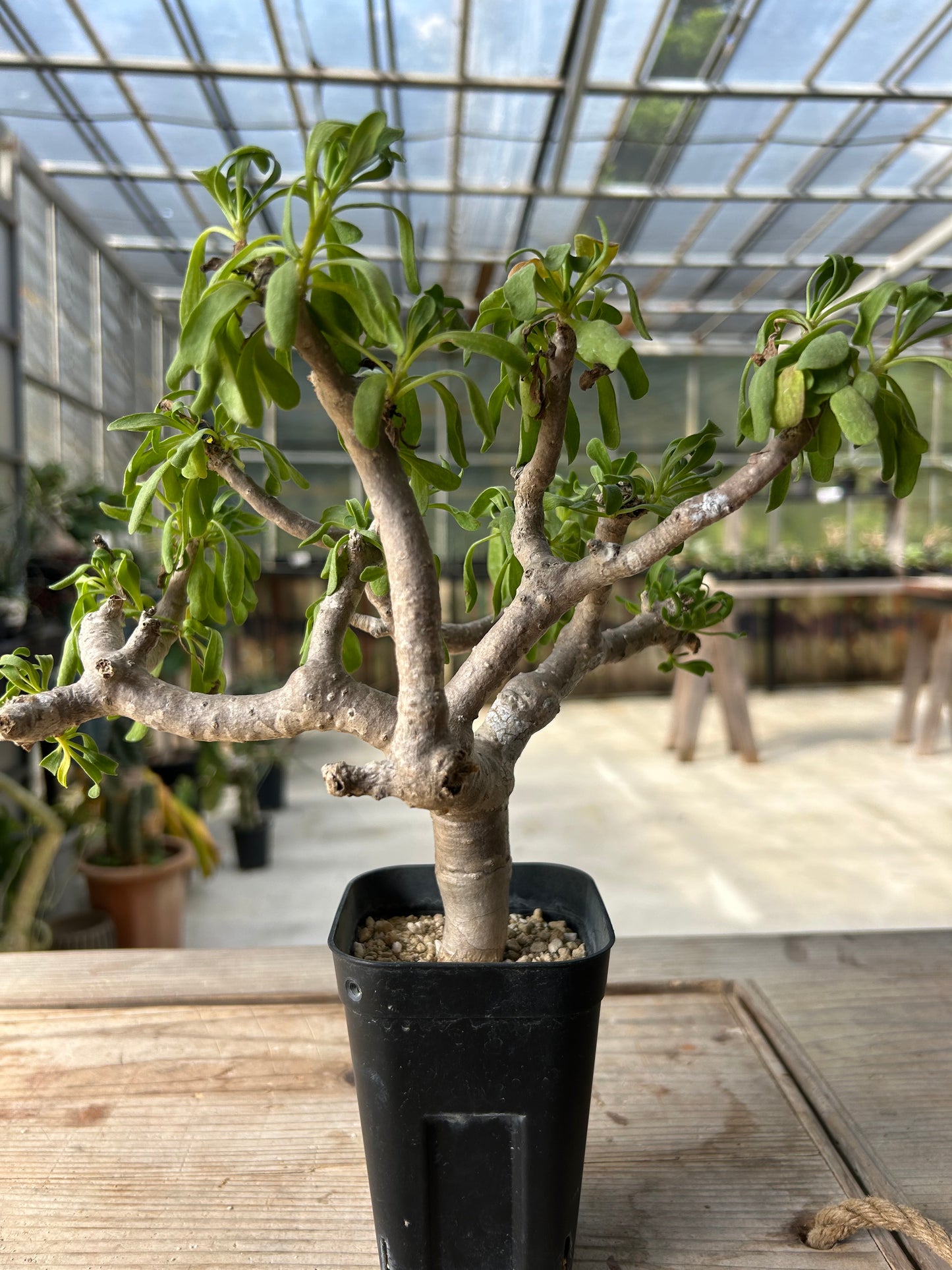 OF-2 オトンナ・フルカタ