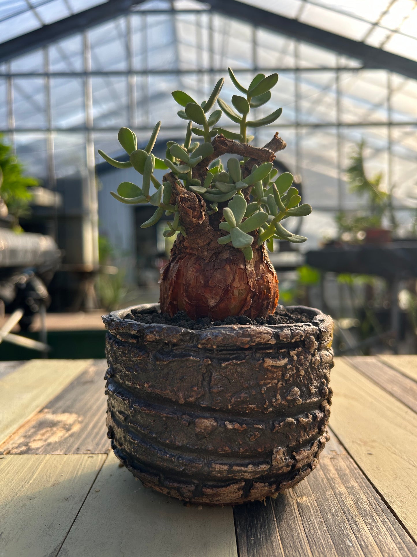 CP-8 ケラリア・ピグマエア