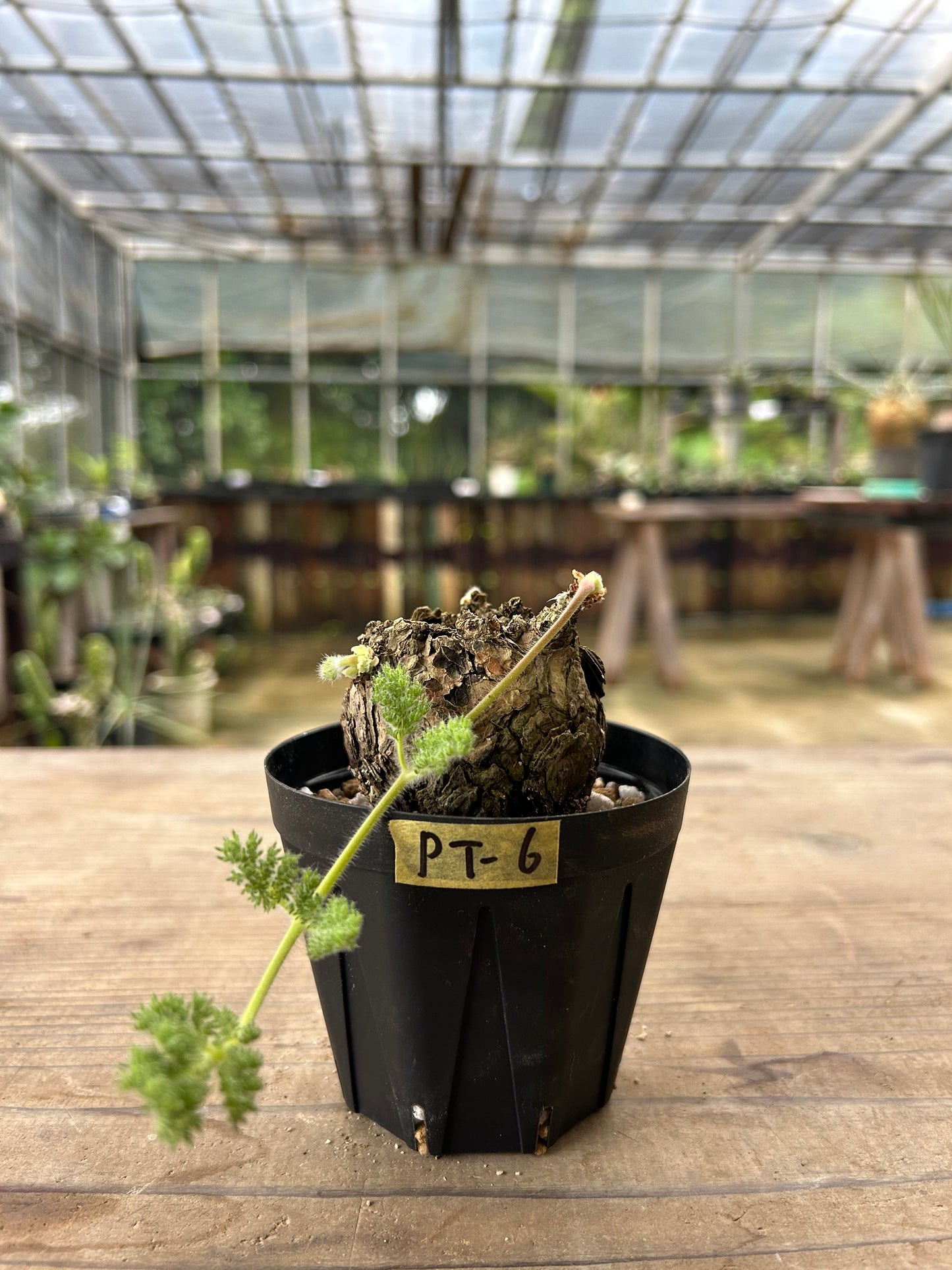 PT-6  ペラルゴニウム・トリステ