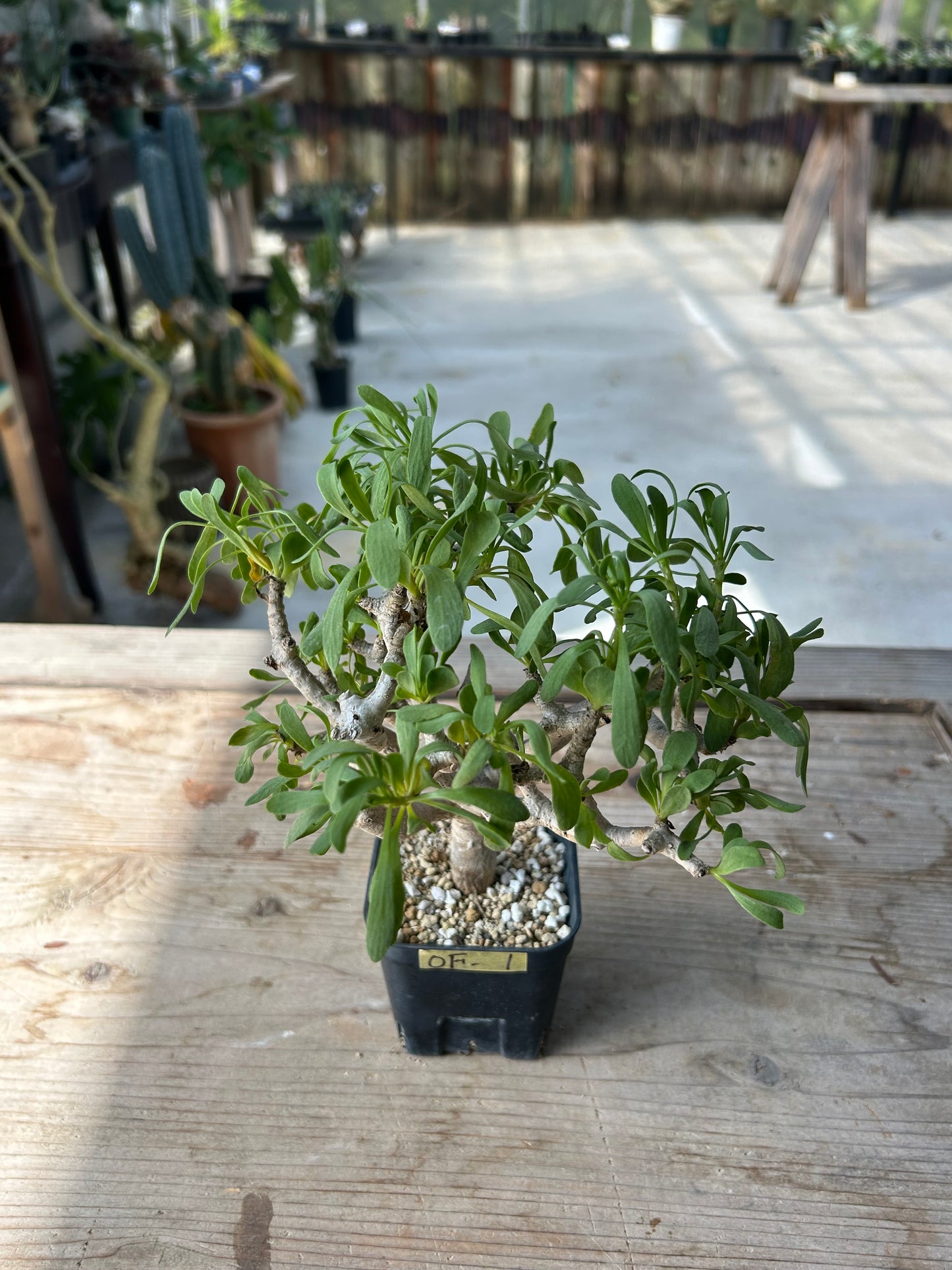 OF-1 オトンナ・フルカタ