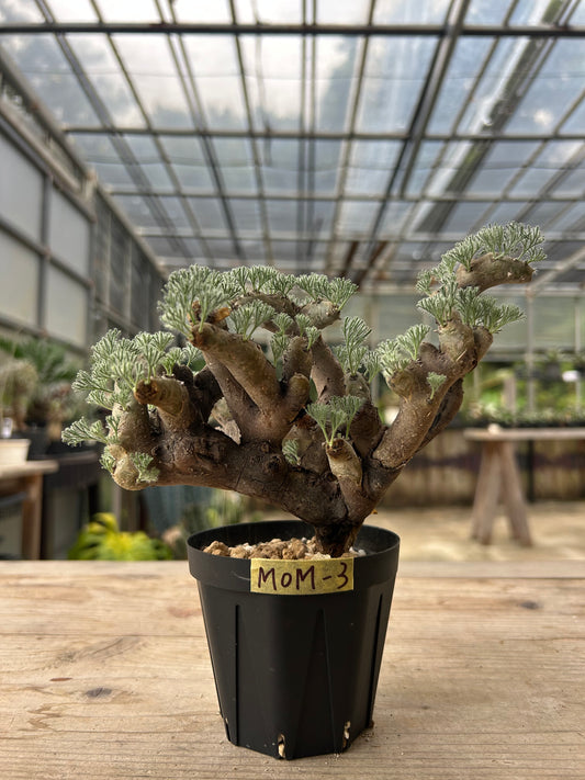 MOM-3  モンソニア・ムルチフィダ