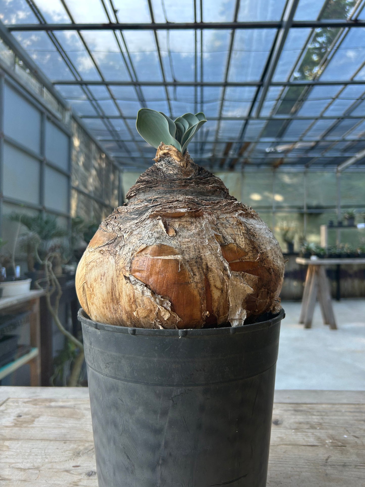 BH-1 ブーファン・ハエマンソイデス