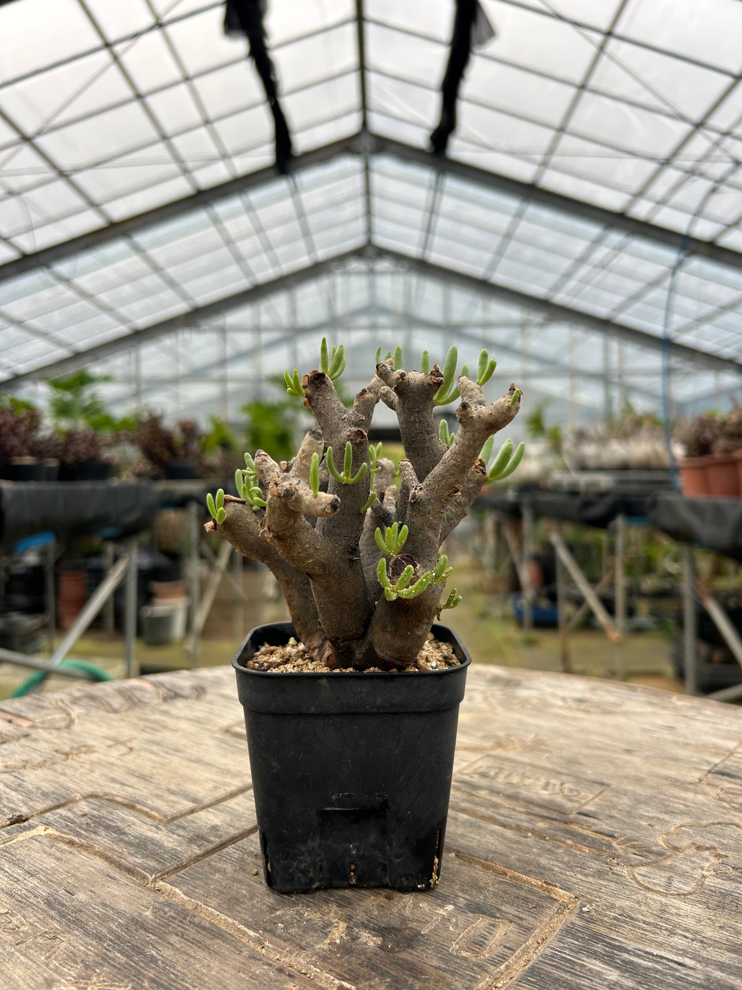 TH-1  チレコドン・ハリー