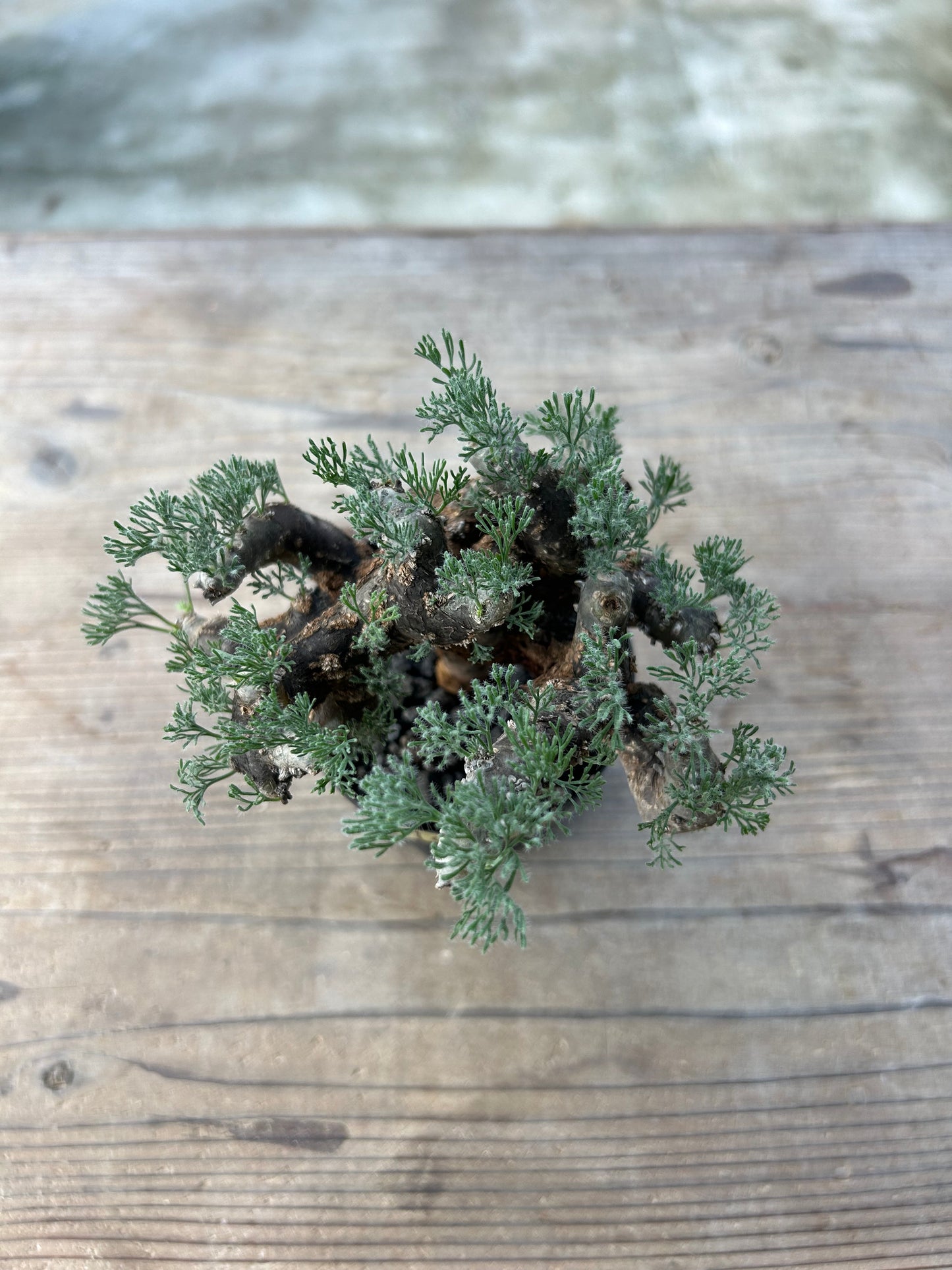 MOM-4  モンソニア・ムルチフィダ