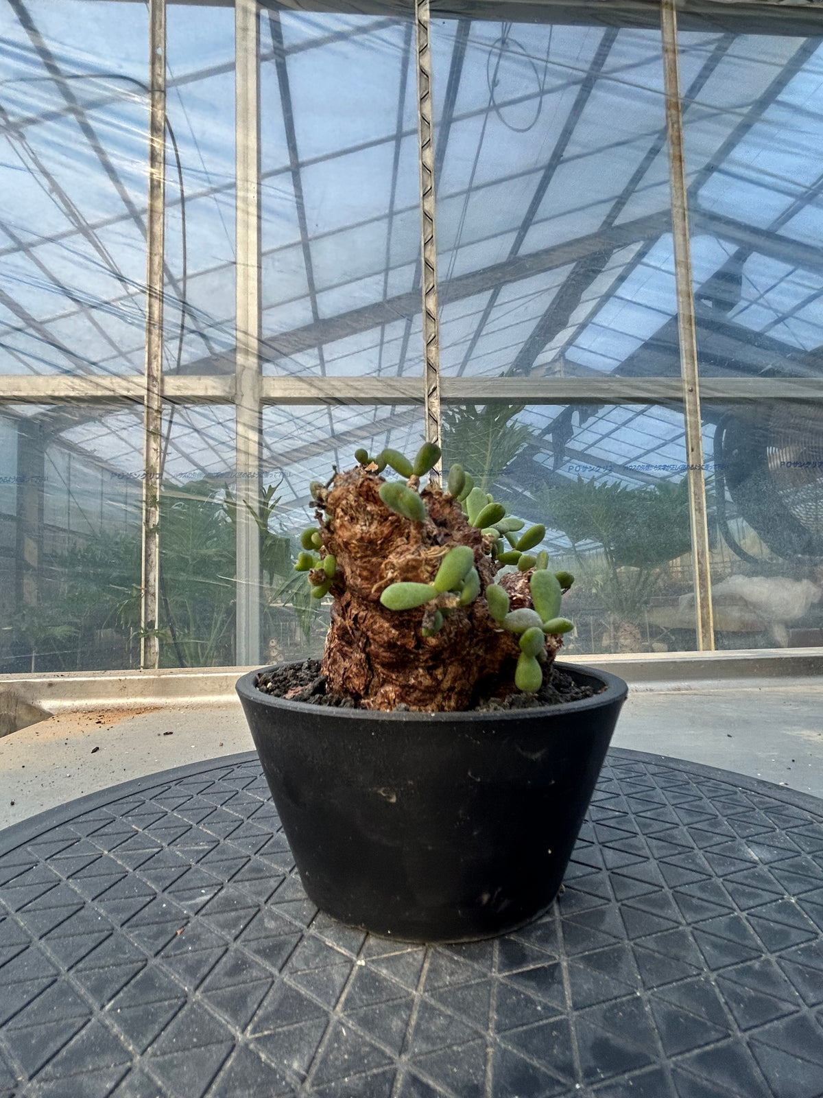CP-14  ケラリア・ピグマエア