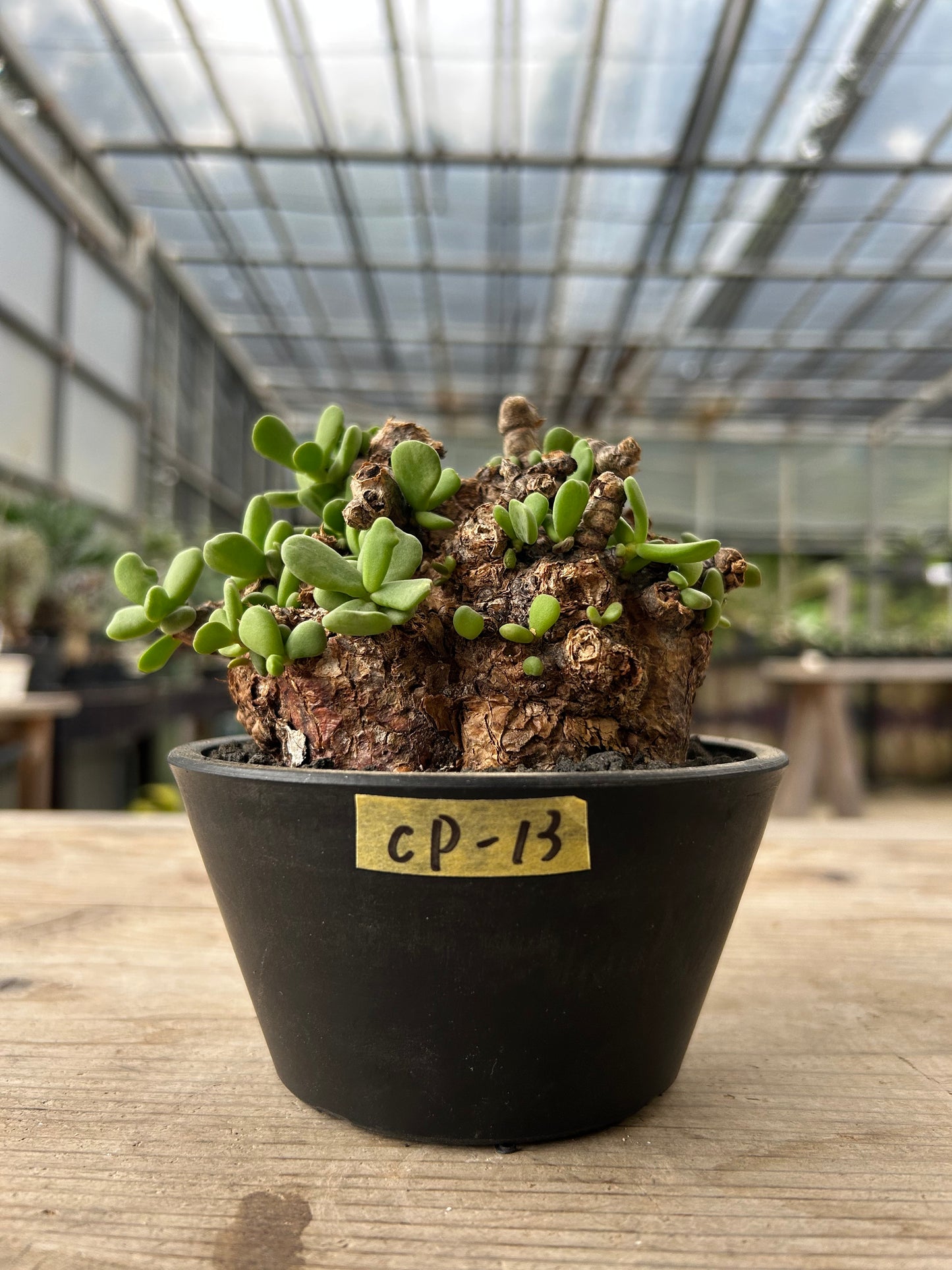 CP-13  ケラリア・ピグマエア