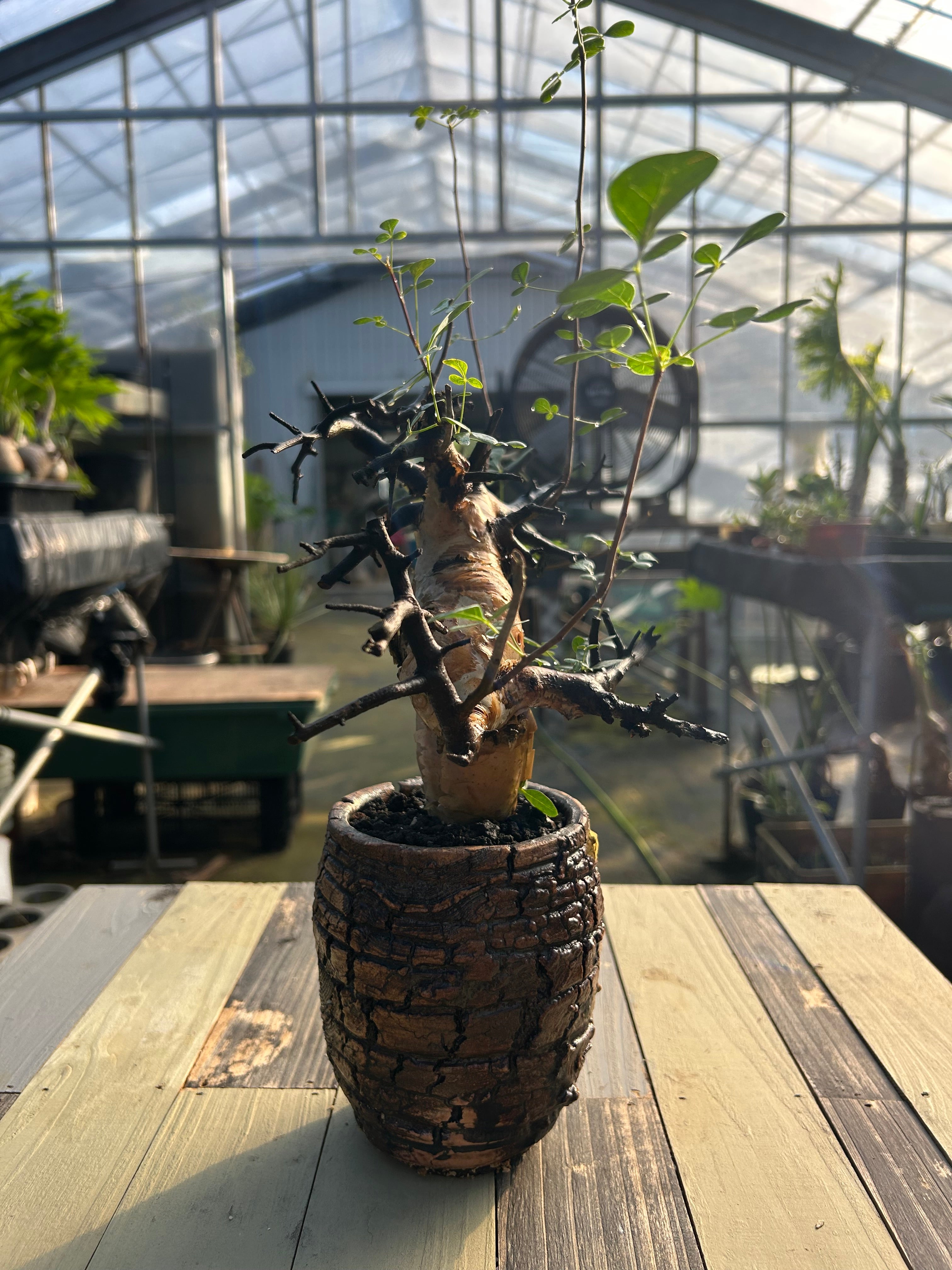 CKー2 コミフォラ カタフ – GOLDEN CAMPOS OKINAWA