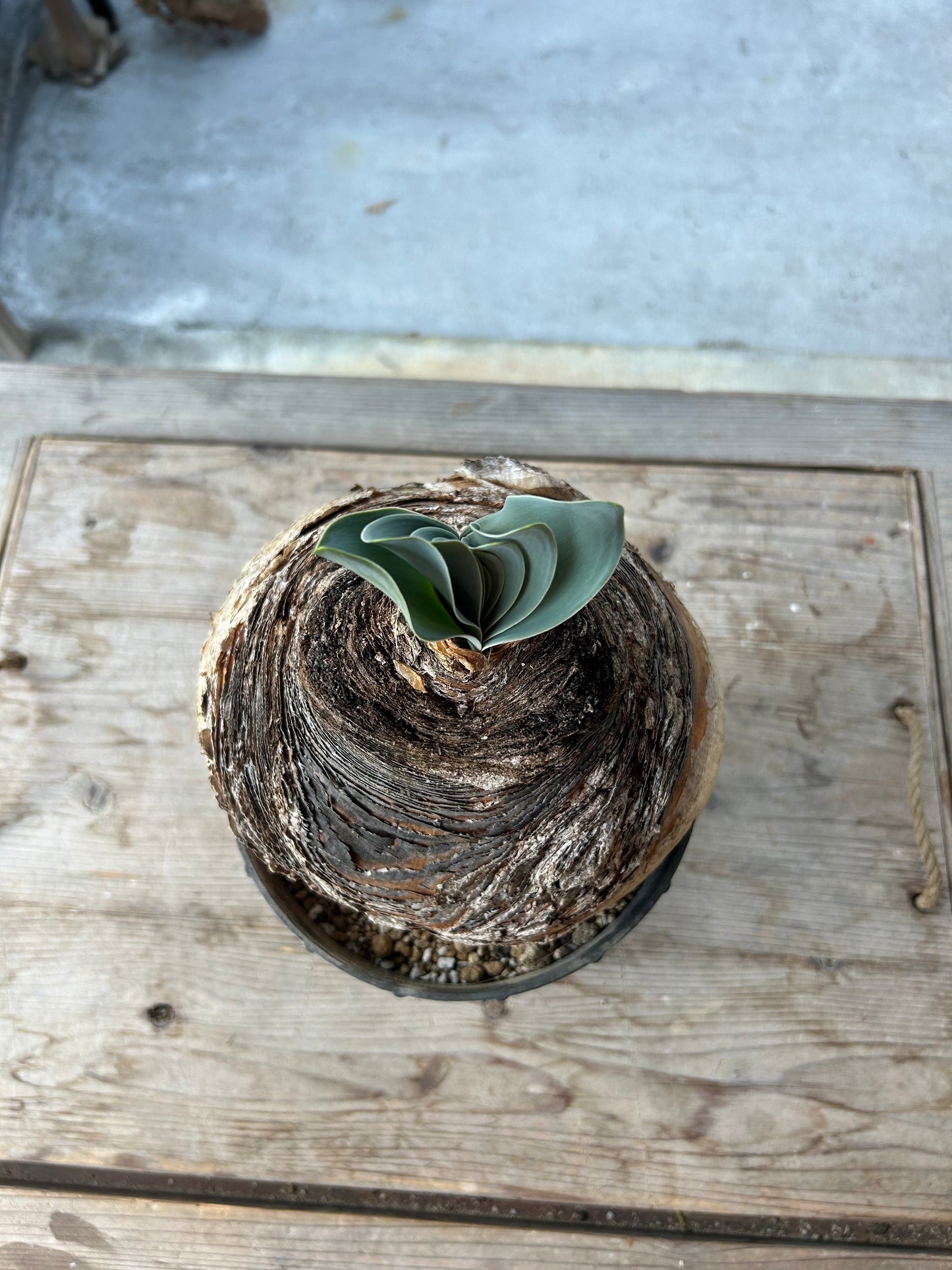 BH-1 ブーファン・ハエマンソイデス