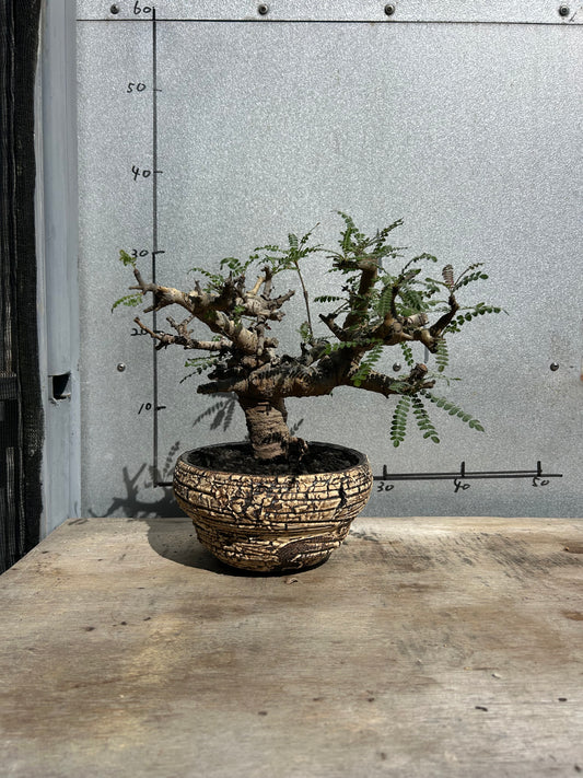 BN-7  ボスウェリア・ネグレクタ