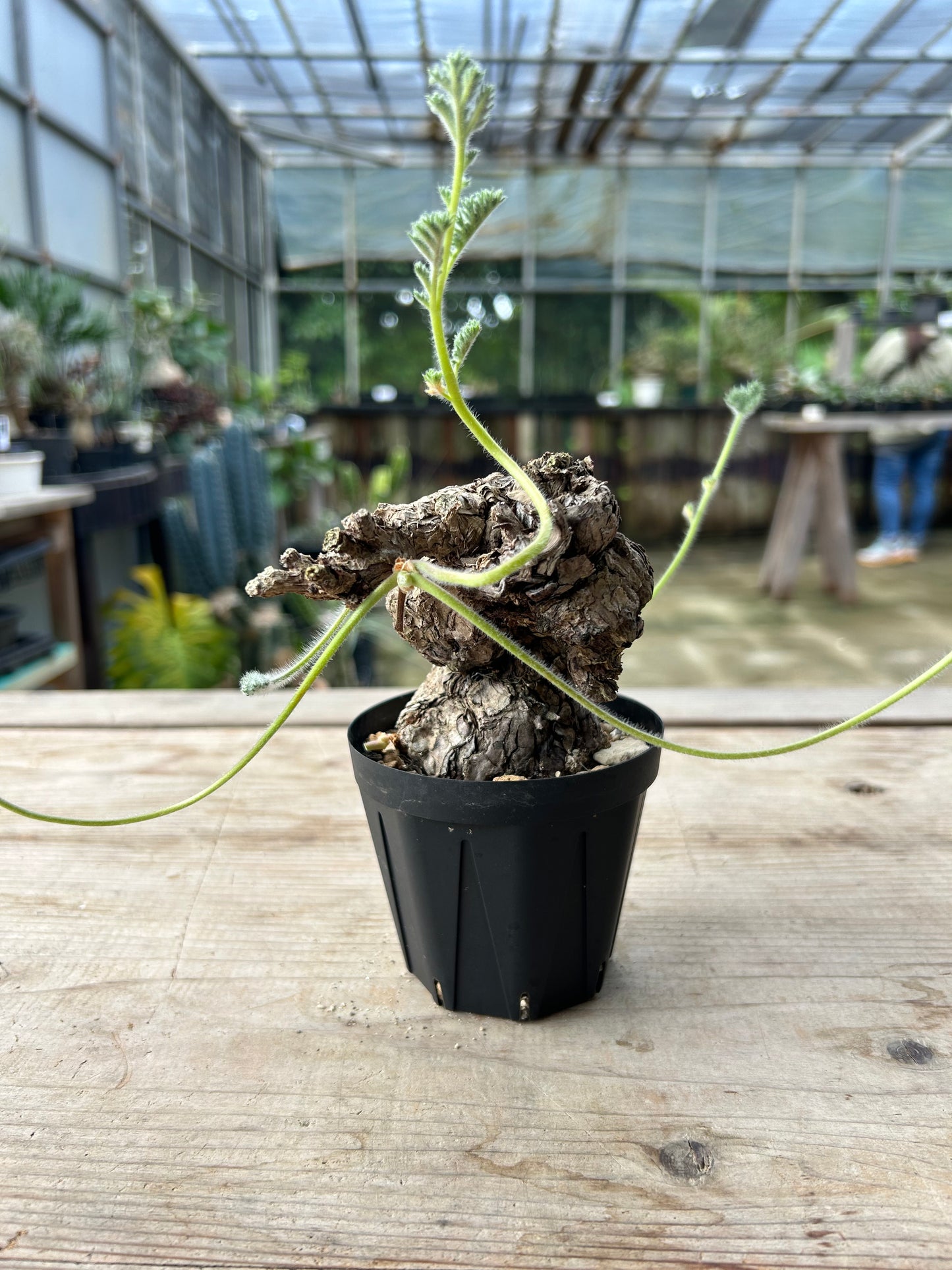 PT-7  ペラルゴニウム・トリステ