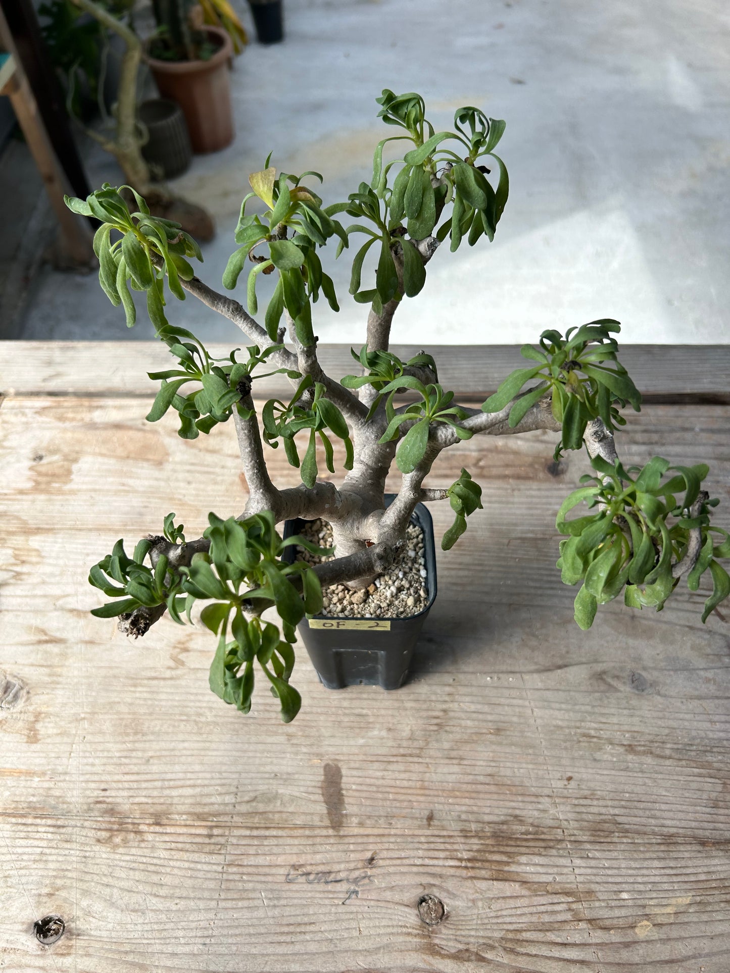 OF-2 オトンナ・フルカタ