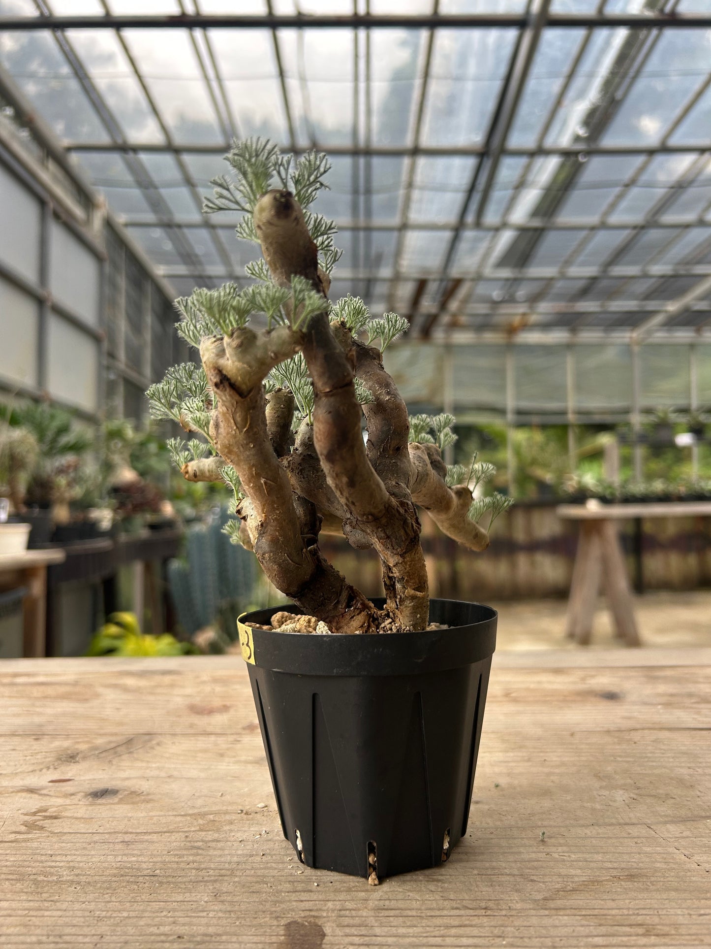 MOM-3  モンソニア・ムルチフィダ