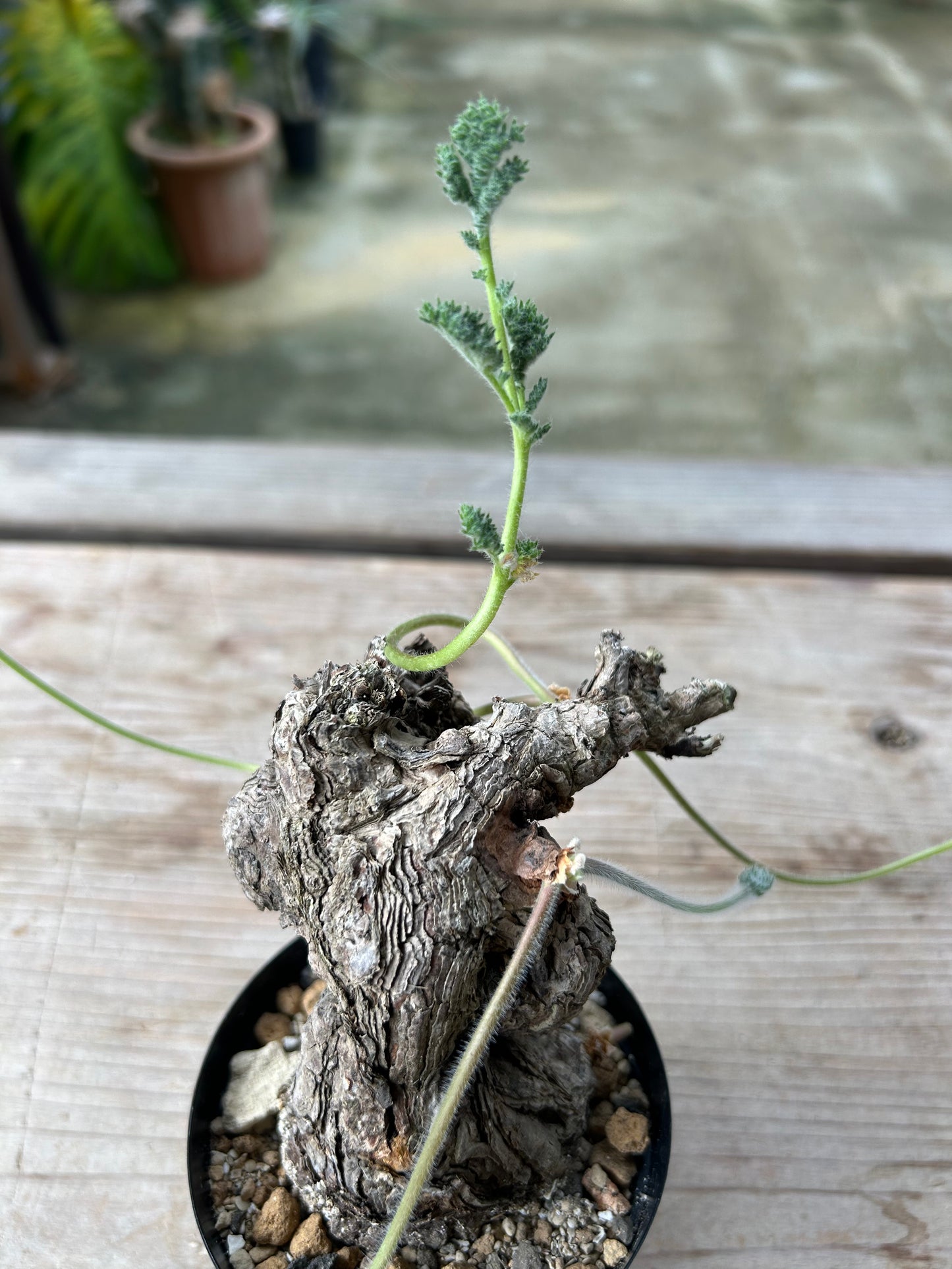 PT-7  ペラルゴニウム・トリステ