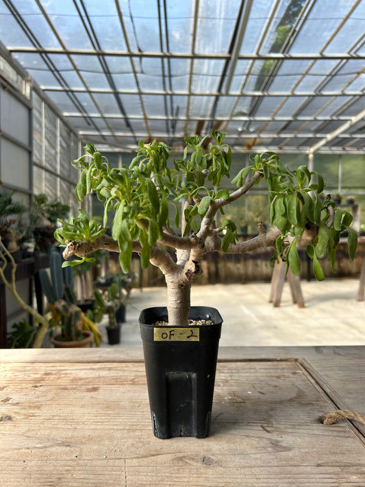 OF-2 オトンナ・フルカタ