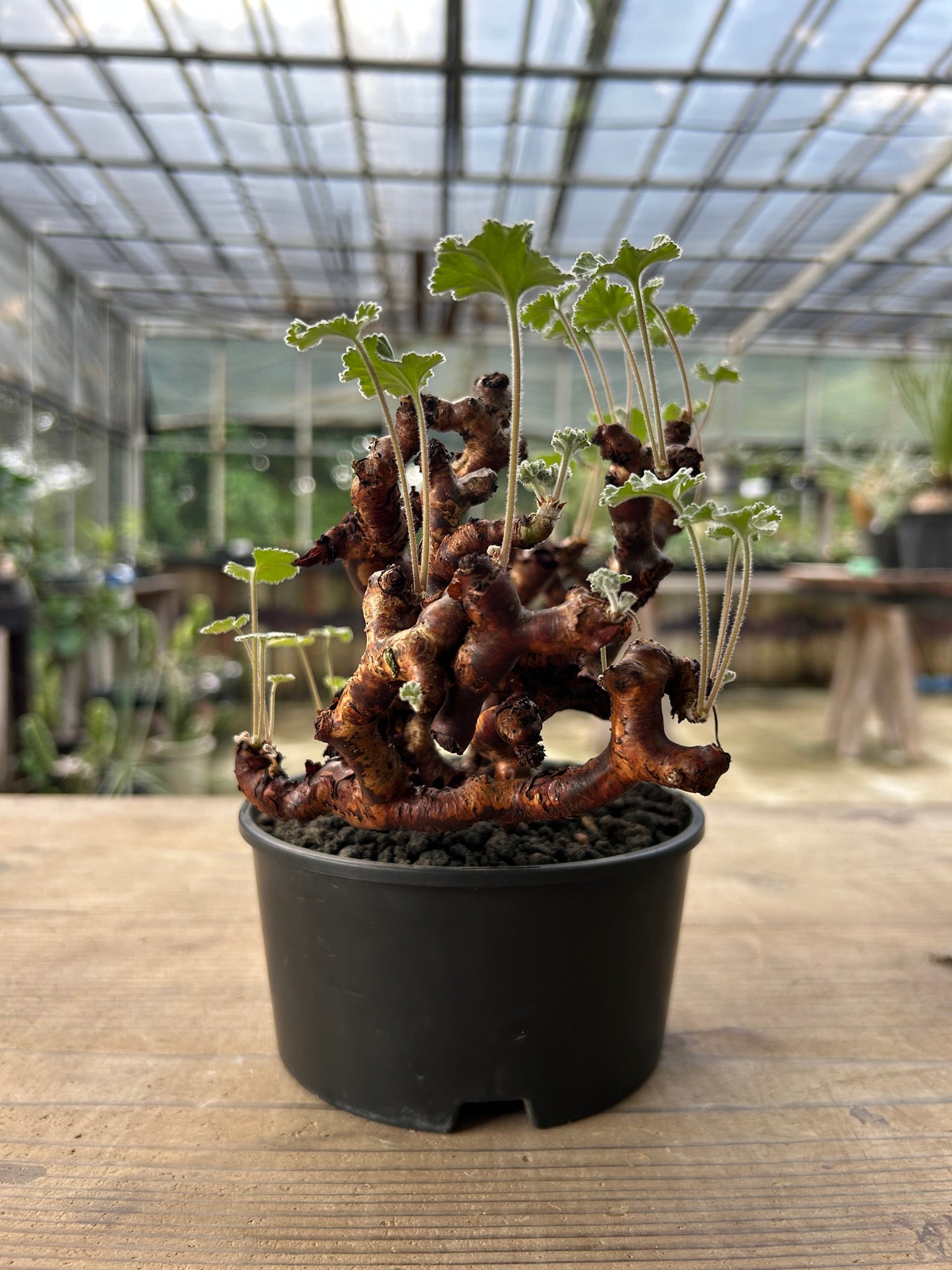 PM-5 ペラルゴニウム・ミラビレ