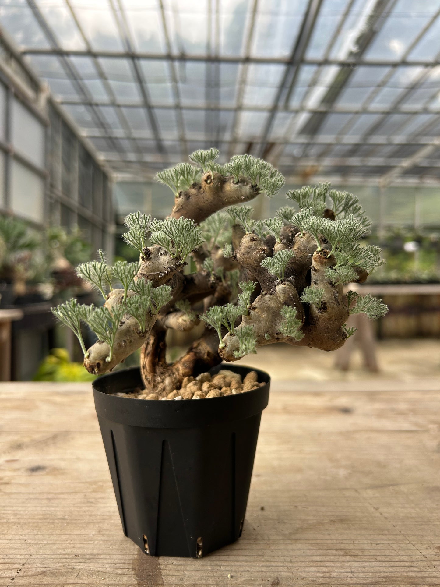 MOM-3  モンソニア・ムルチフィダ