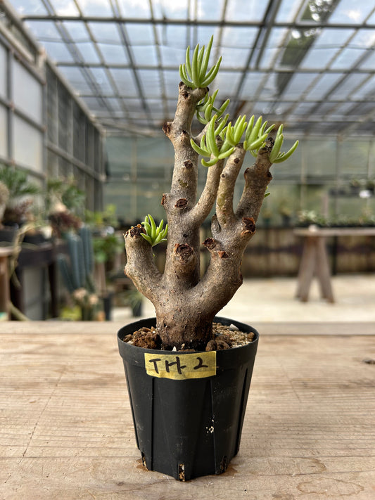 TH-2  チレコドン・ハリー